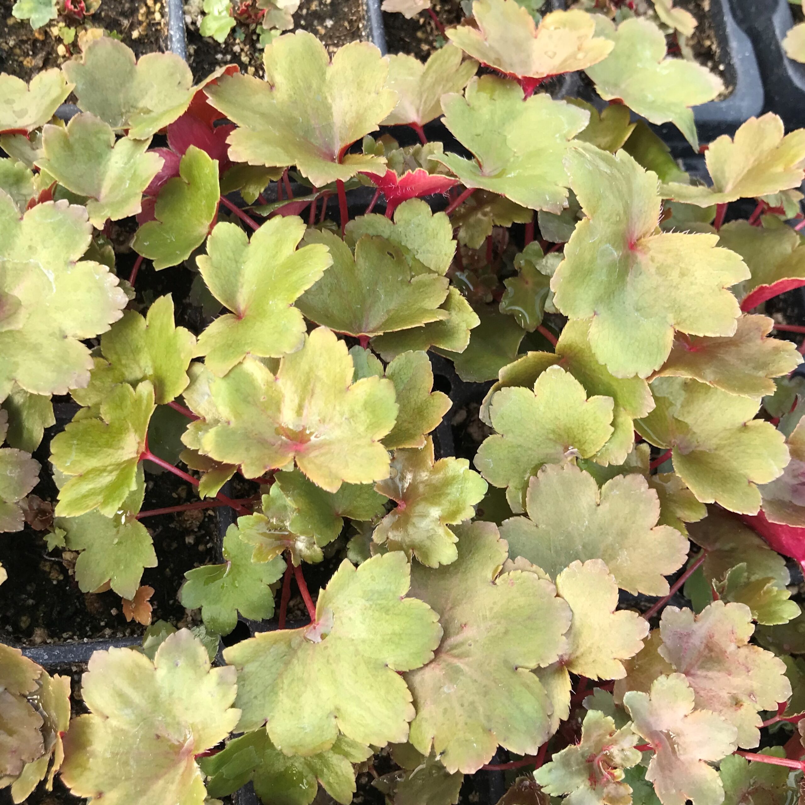 Saxifraga fortunei 'Rubrifolia' - Japanese Rock Foil (3.5" Pot) - Image 9