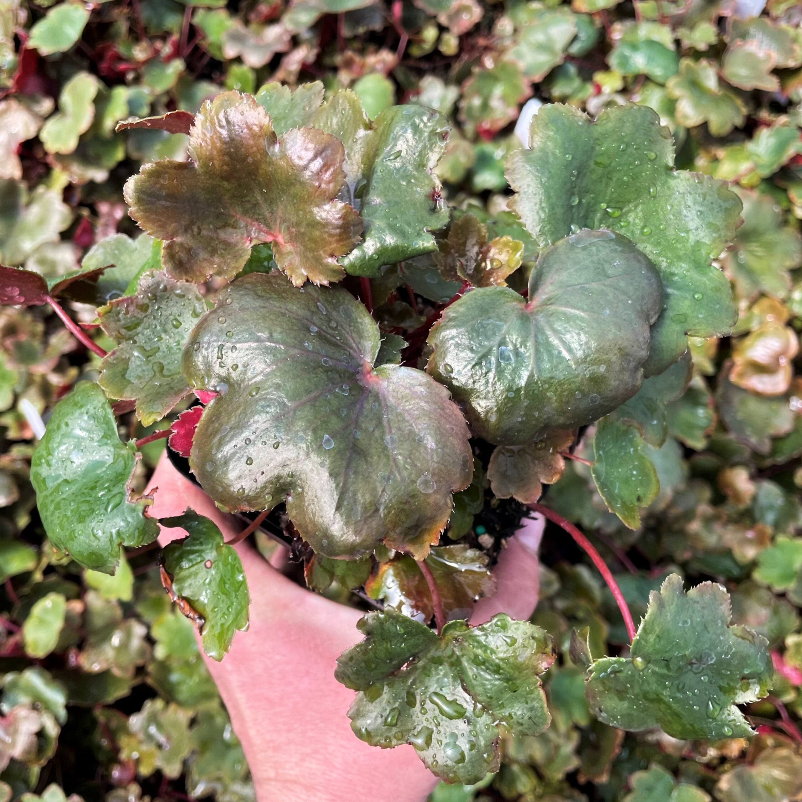 Saxifraga fortunei 'Rubrifolia' - Japanese Rock Foil (3.5" Pot) - Image 6