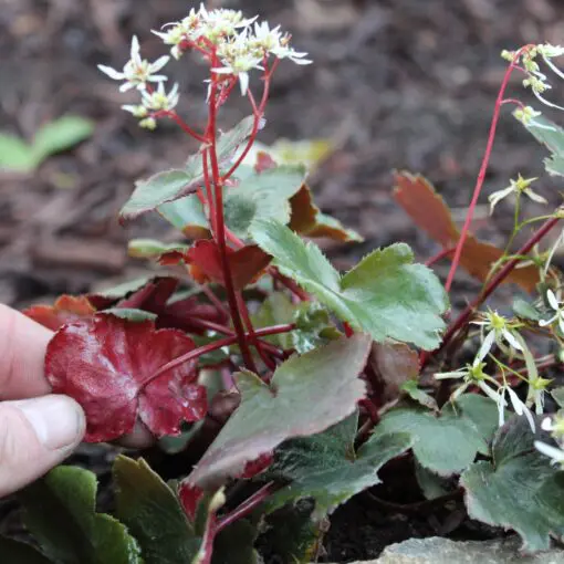 rhododendron buchsbaum Jetzt Rhododendron 'Bloombux'  Pink online kaufen bei Bohlken  Pflanzenversand  Bohlken Pflanzenversand GbR