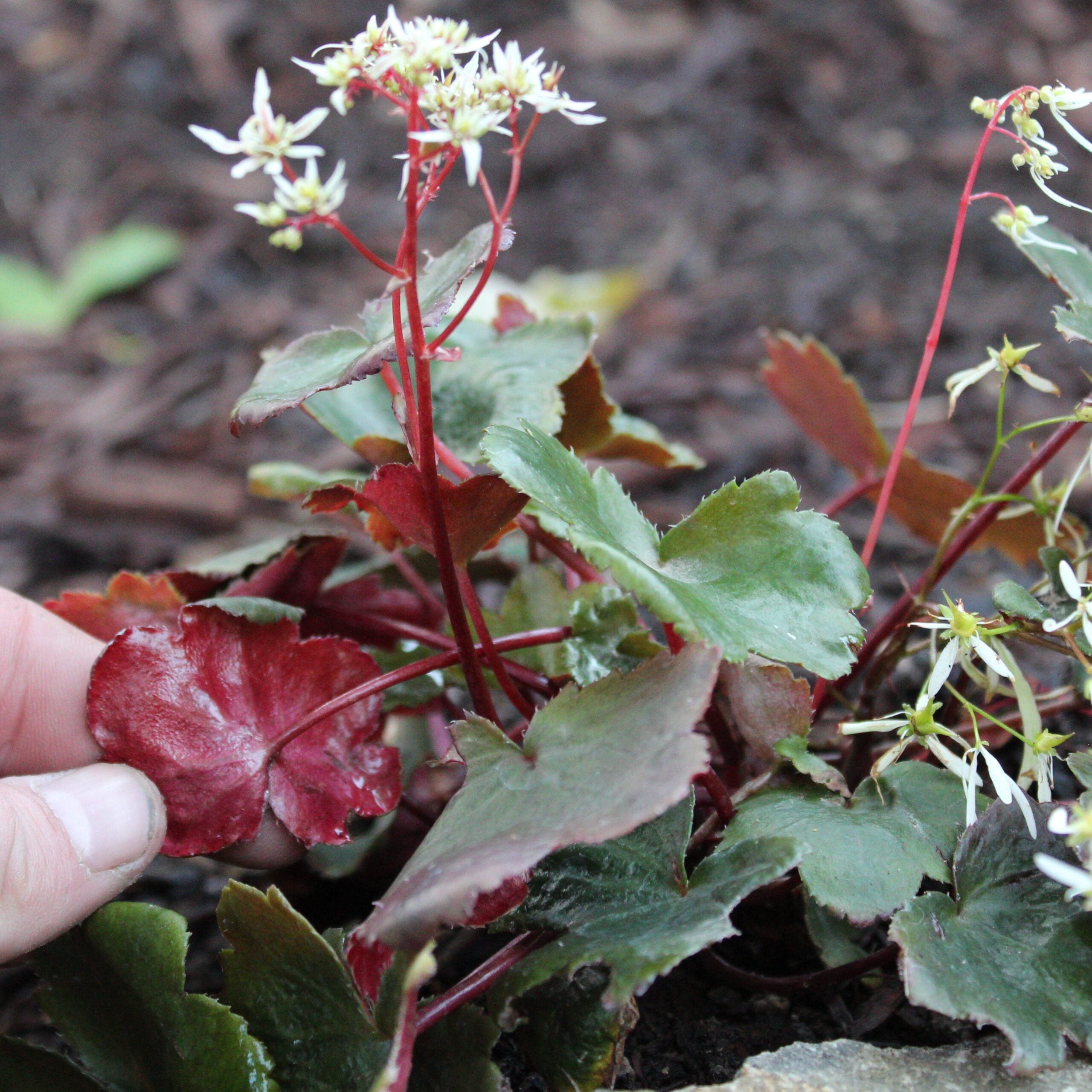 Saxifraga fortunei 'Rubrifolia' - Japanese Rock Foil (3.5" Pot) - Image 7