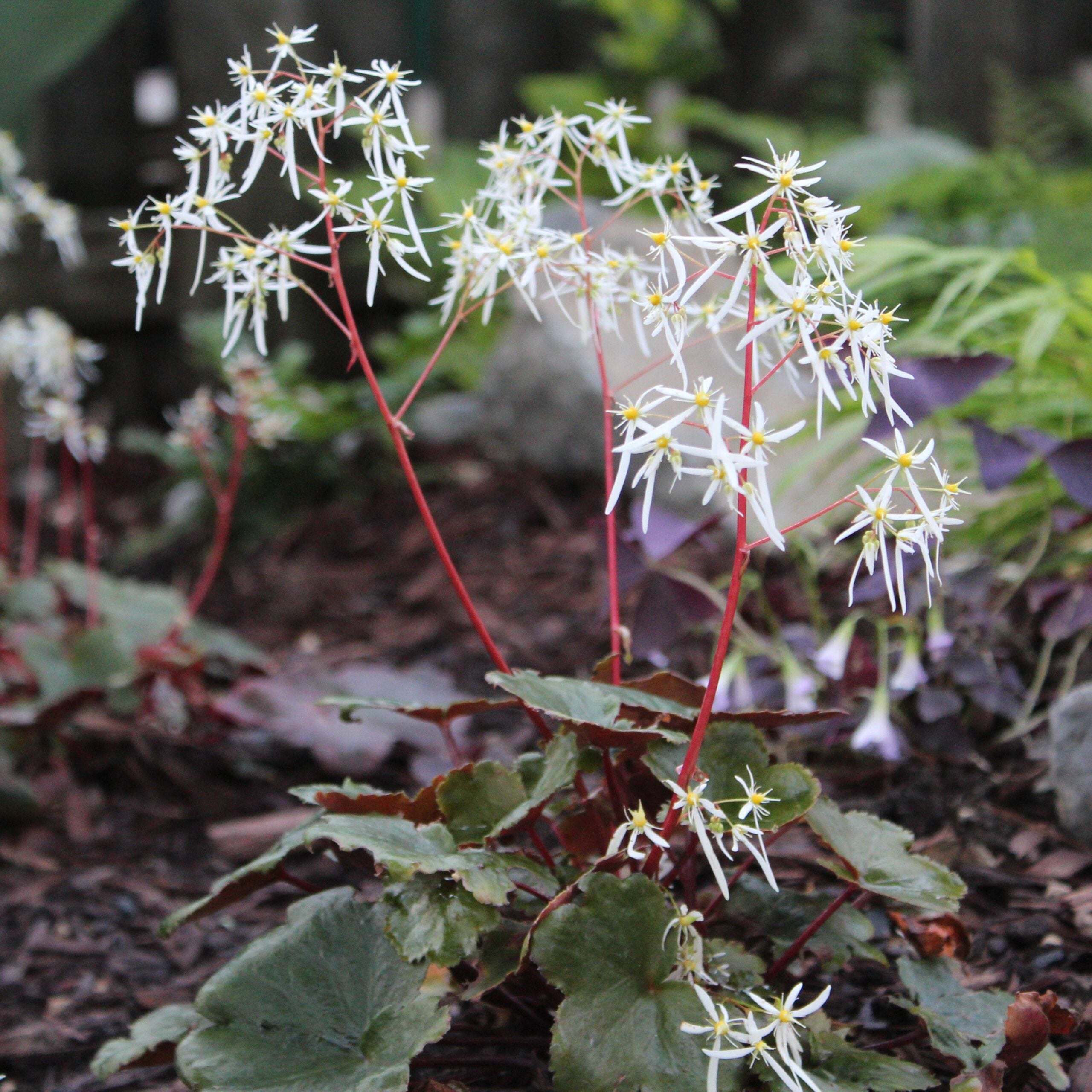 Saxifraga fortunei 'Rubrifolia' - Japanese Rock Foil (3.5" Pot) - Image 3