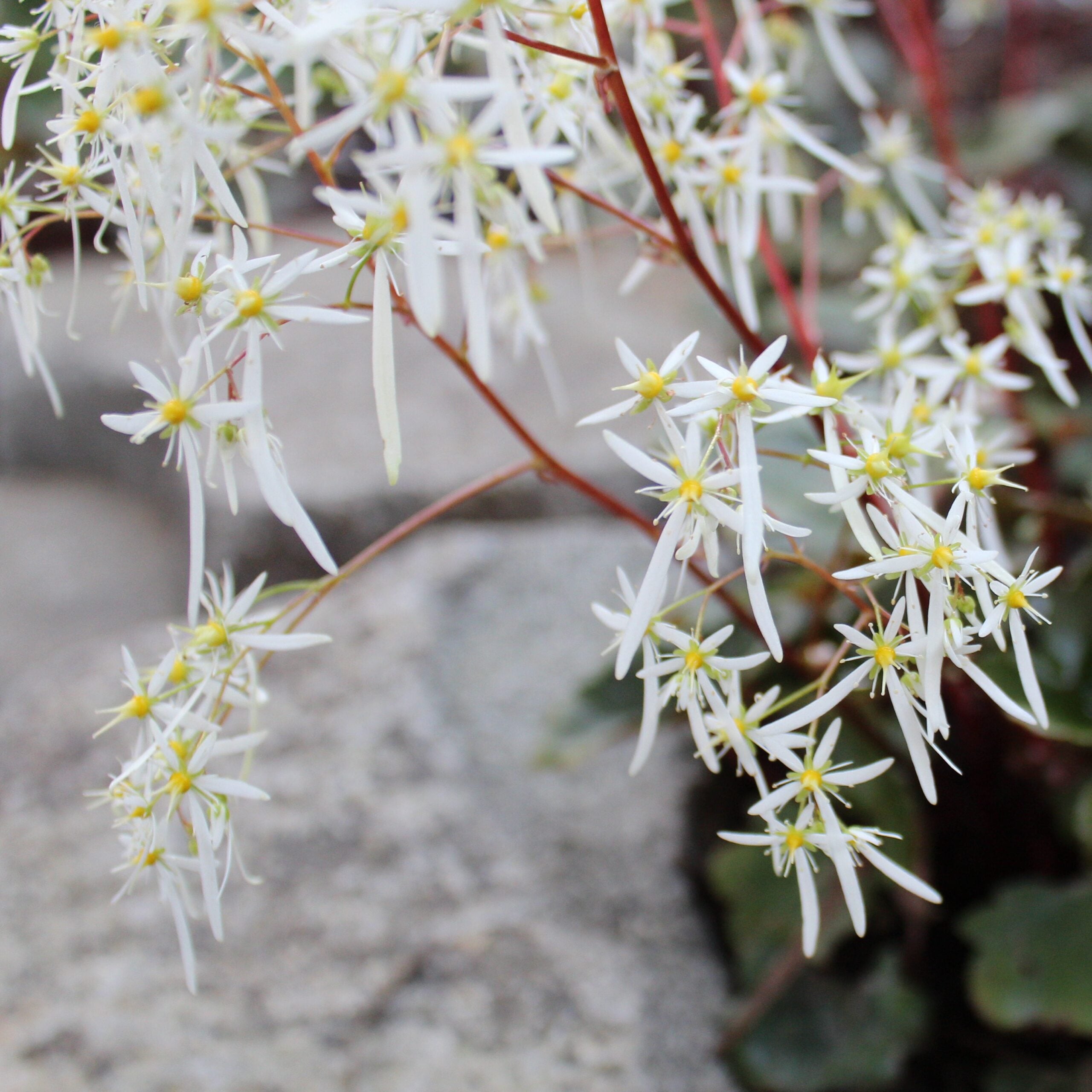 Saxifraga fortunei 'Rubrifolia' - Japanese Rock Foil (3.5" Pot) - Image 5