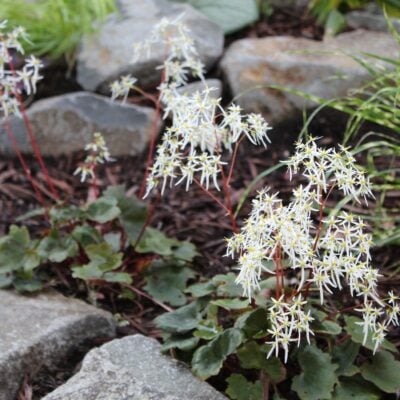 Saxifraga fortunei 'Rubrifolia' - Japanese Rock Foil (3.5" Pot)