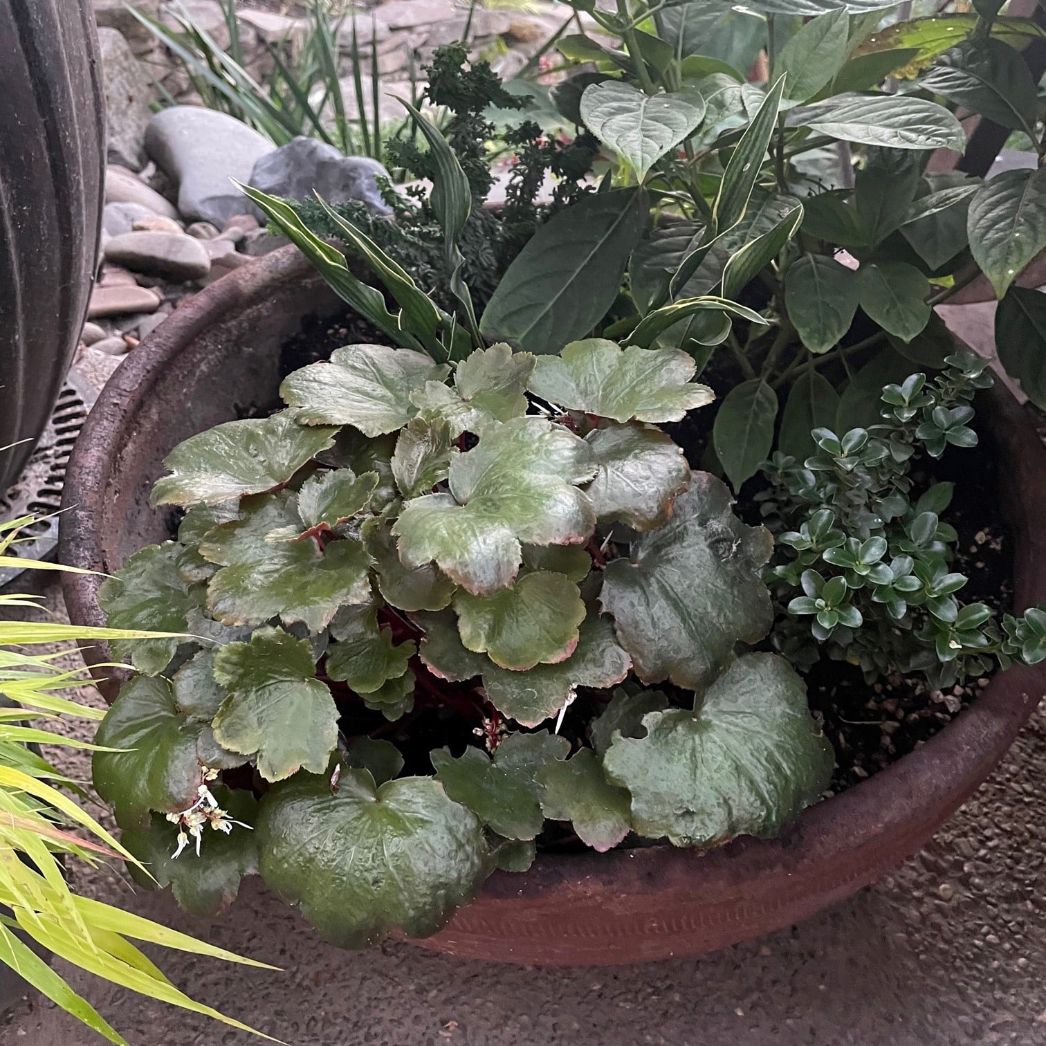 Saxifraga fortunei 'Rubrifolia' - Japanese Rock Foil (4.5" Pot) | Little  Prince of Oregon Nursery