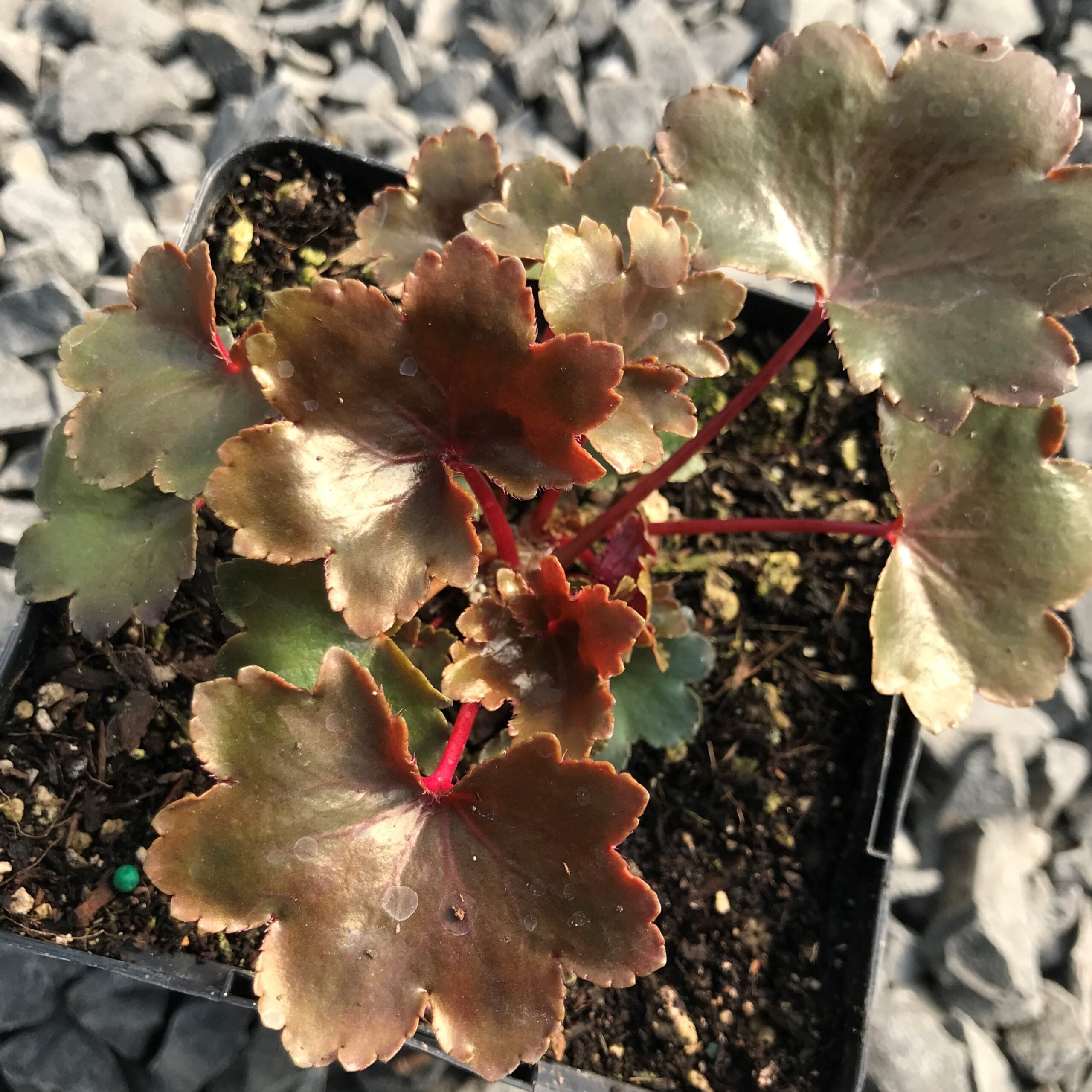 Saxifraga fortunei 'Rubrifolia' - Japanese Rock Foil (3.5" Pot) - Image 4