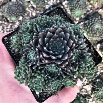 Sempervivum 'Ashes of Roses' - Hens & Chicks (3.5" Pot)