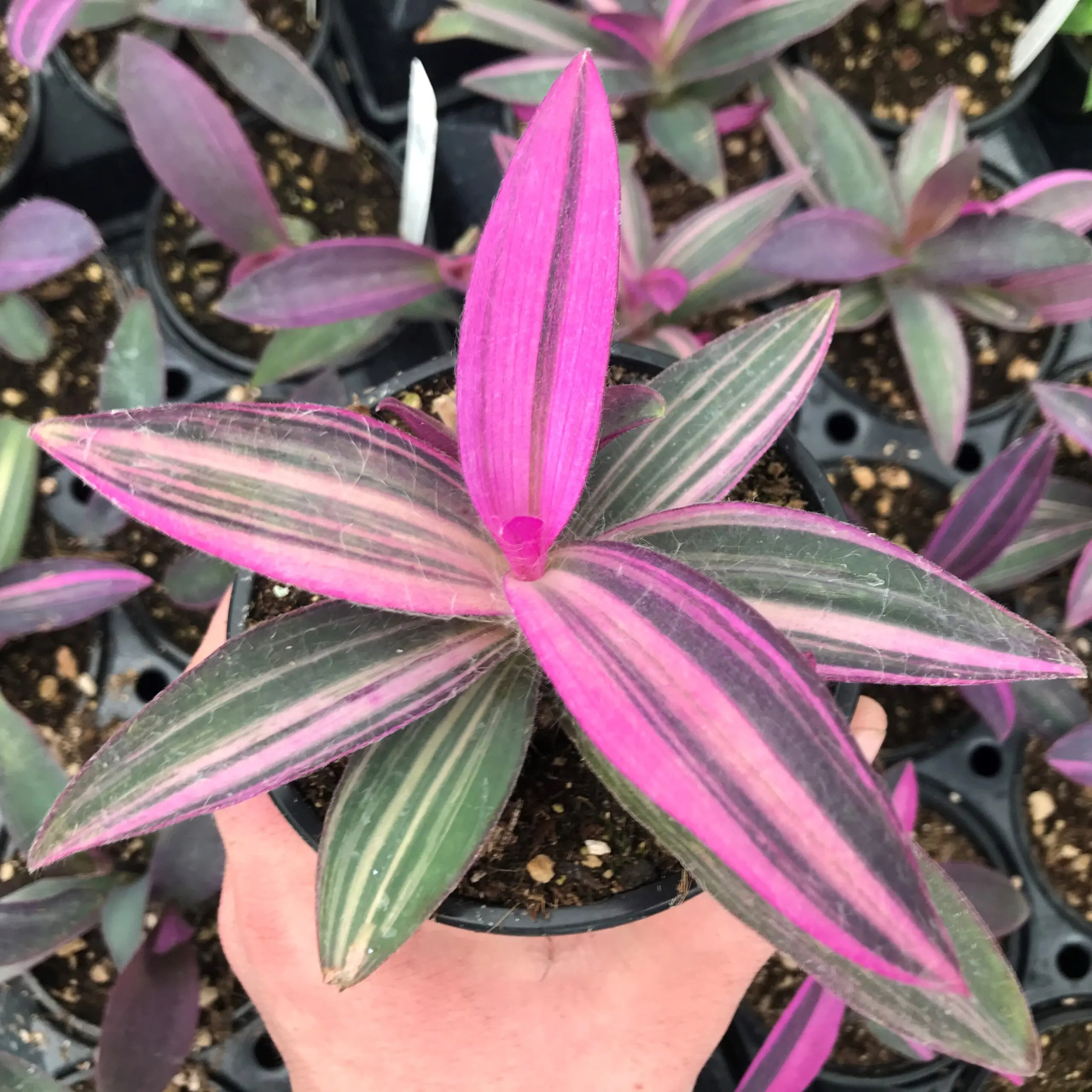 Setcreasea purpurea 'Variegata' - Variegated Purple Heart Plant (4.5" Pot)  | Little Prince of Oregon Nursery