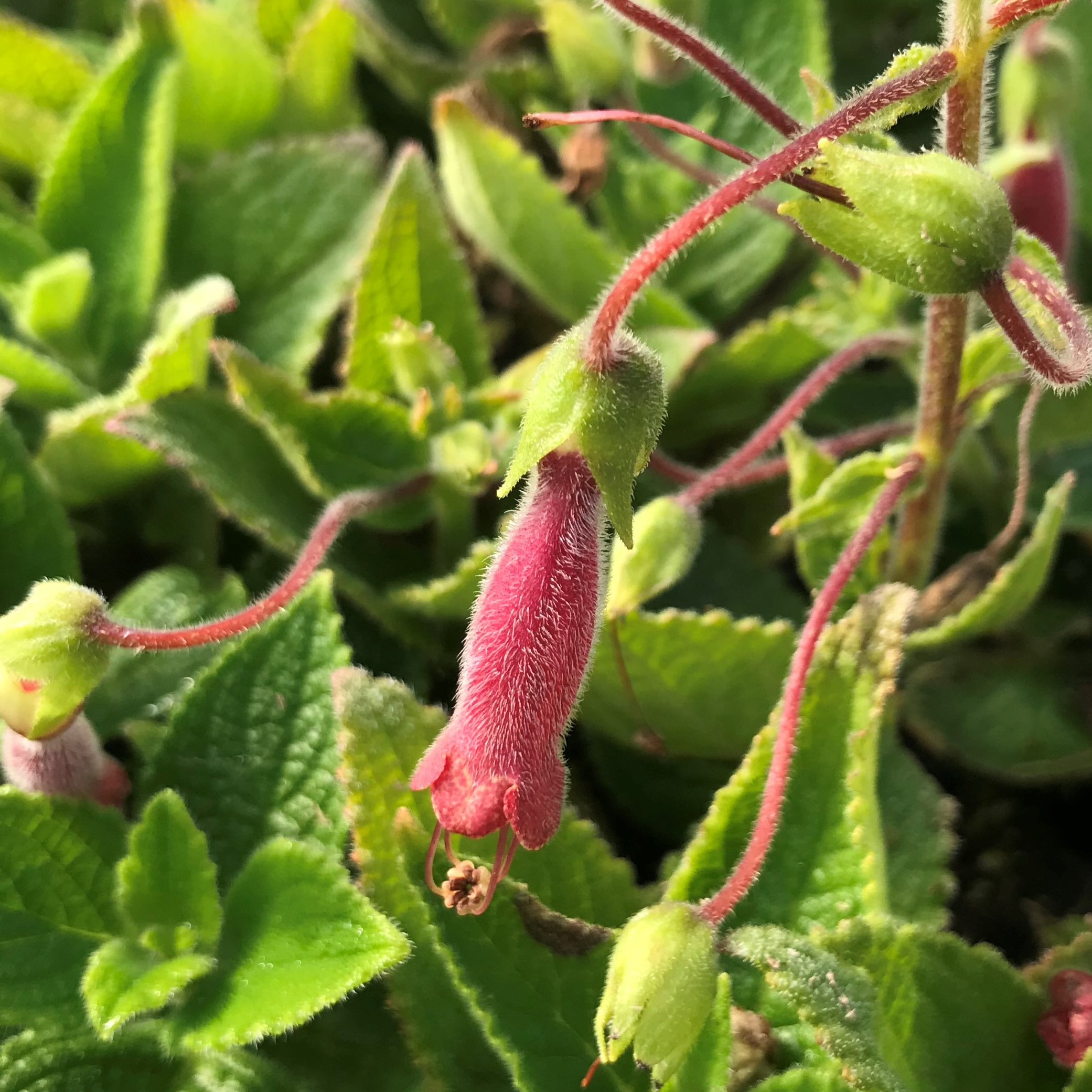 Sinningia 'Cherrie's Jubilee' - Hardy Cherry Gloxinia (4.5" Pot)