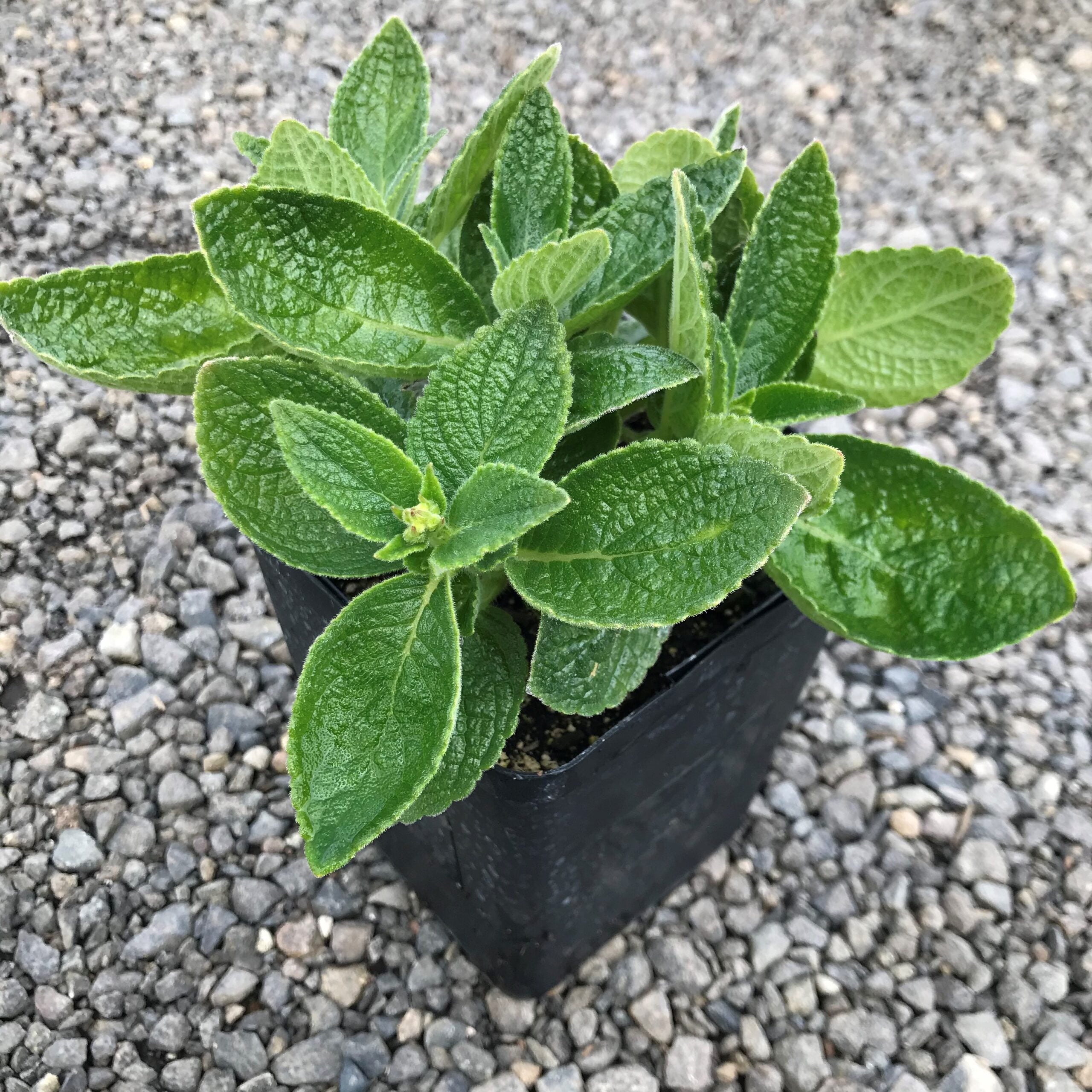 Sinningia tubiflora 'Alba' - Hardy White Gloxinia (4.5" Pot) - Image 3