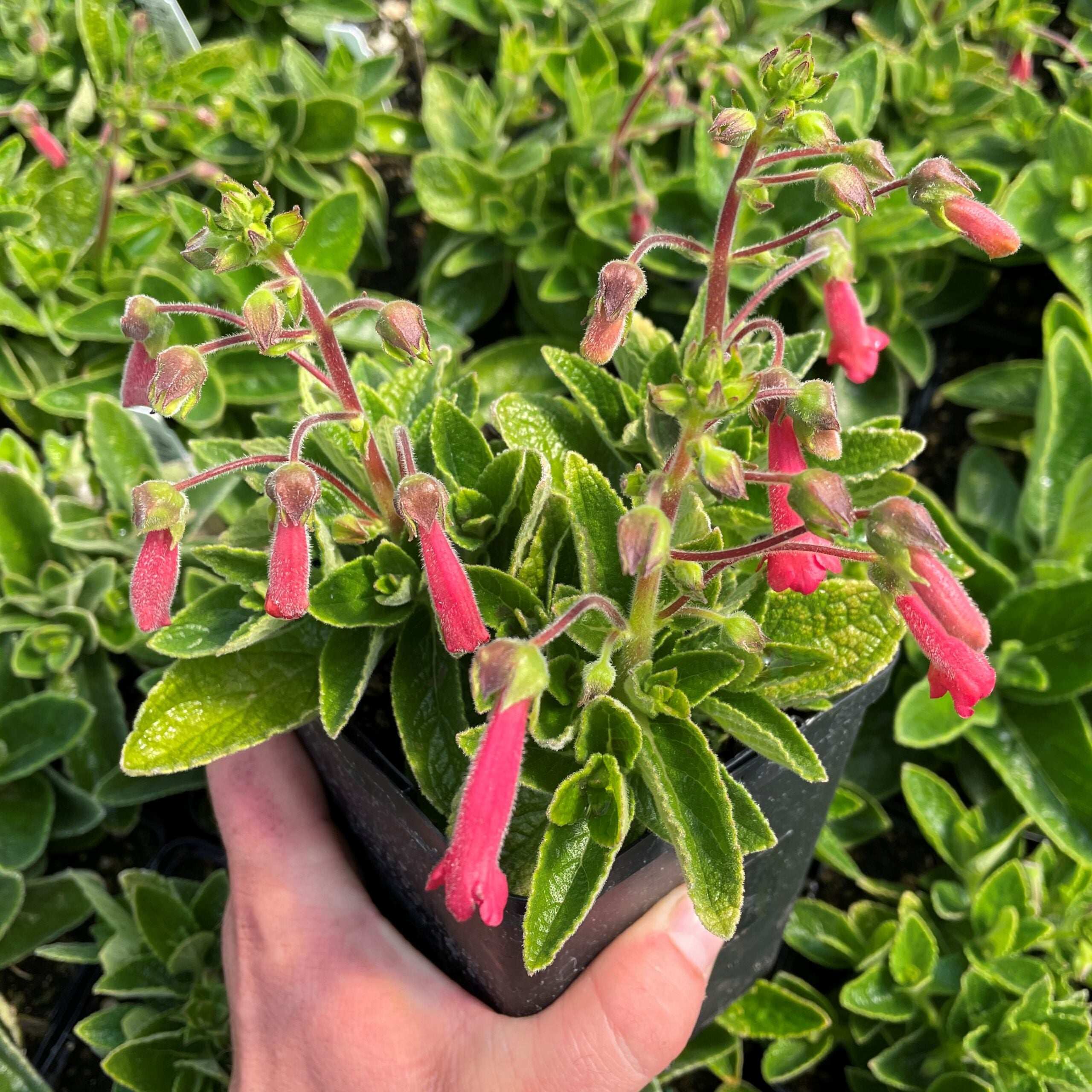 Sinningia 'Towering Inferno' - Hardy Red Gloxinia (4.5