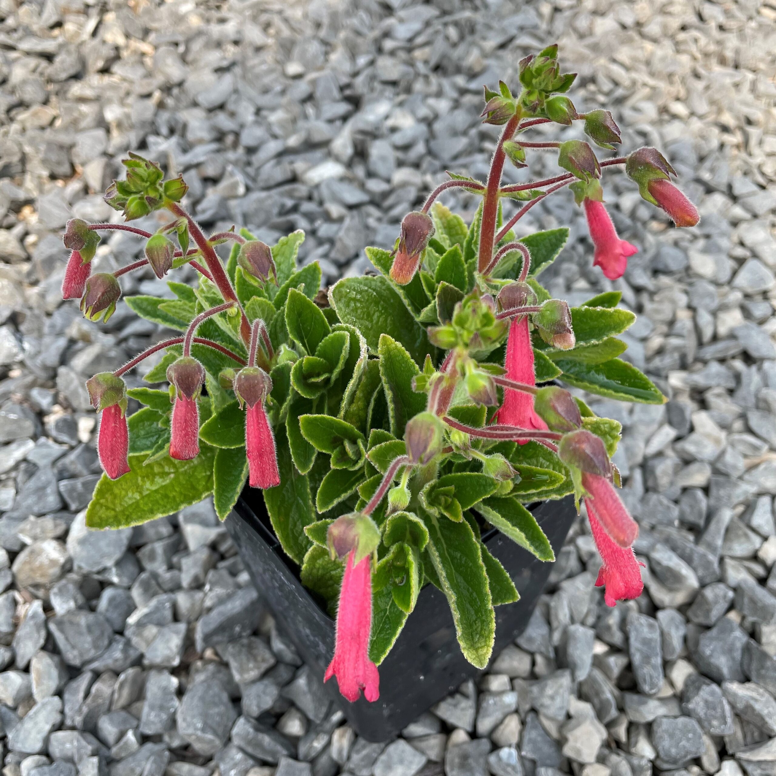 Sinningia 'Towering Inferno' - Hardy Red Gloxinia (4.5" Pot) - Image 3