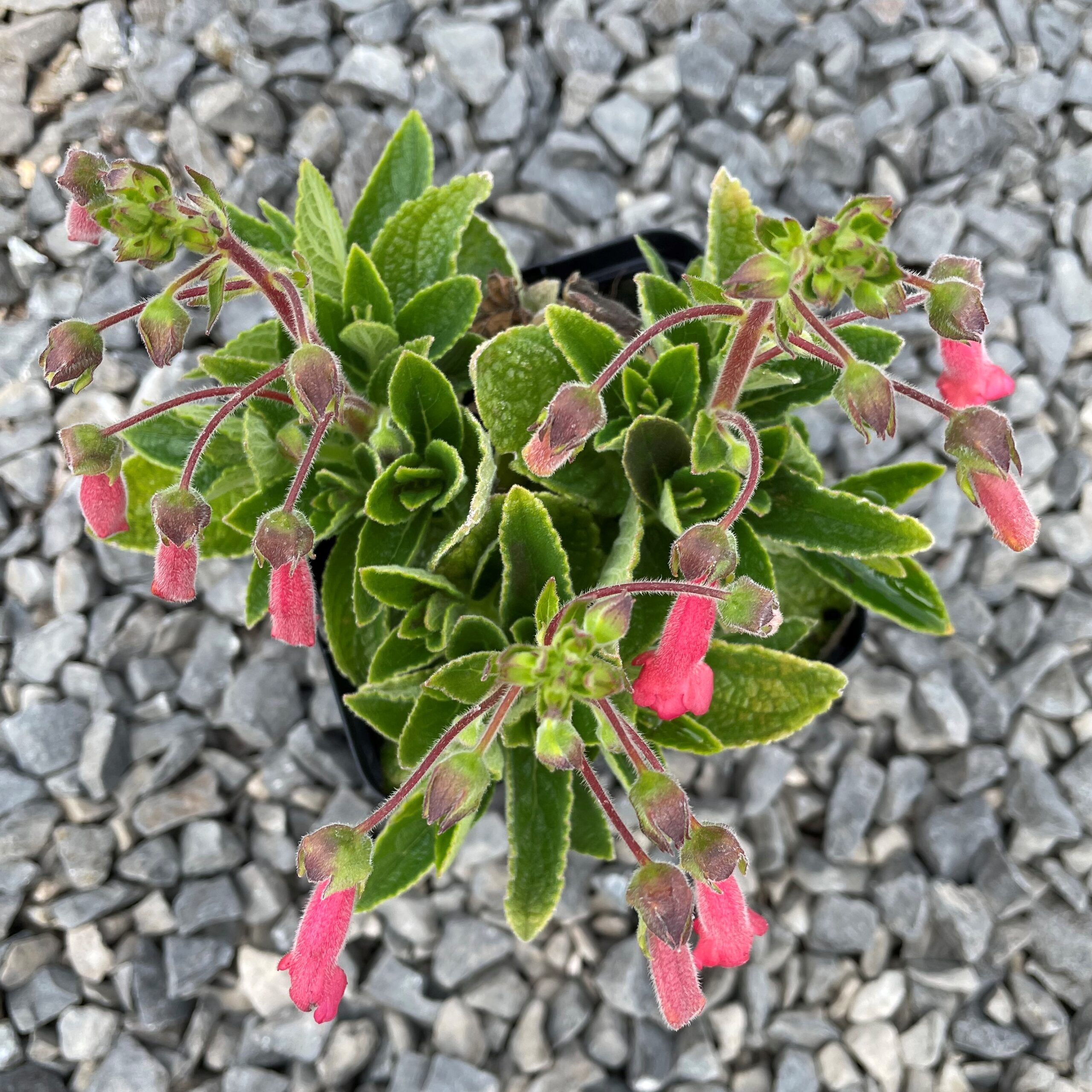 Sinningia 'Towering Inferno' - Hardy Red Gloxinia (4.5" Pot) - Image 4