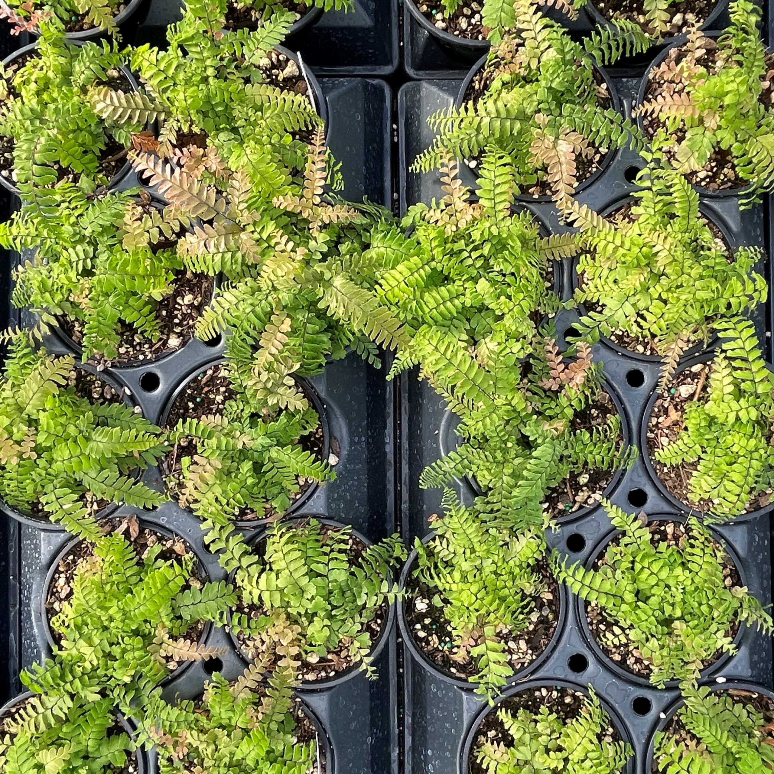 Rosy Maidenhair Fern