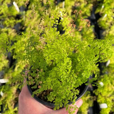 Adiantum microphyllum - Dwarf Maidenhair Fern (4.5" Pot)