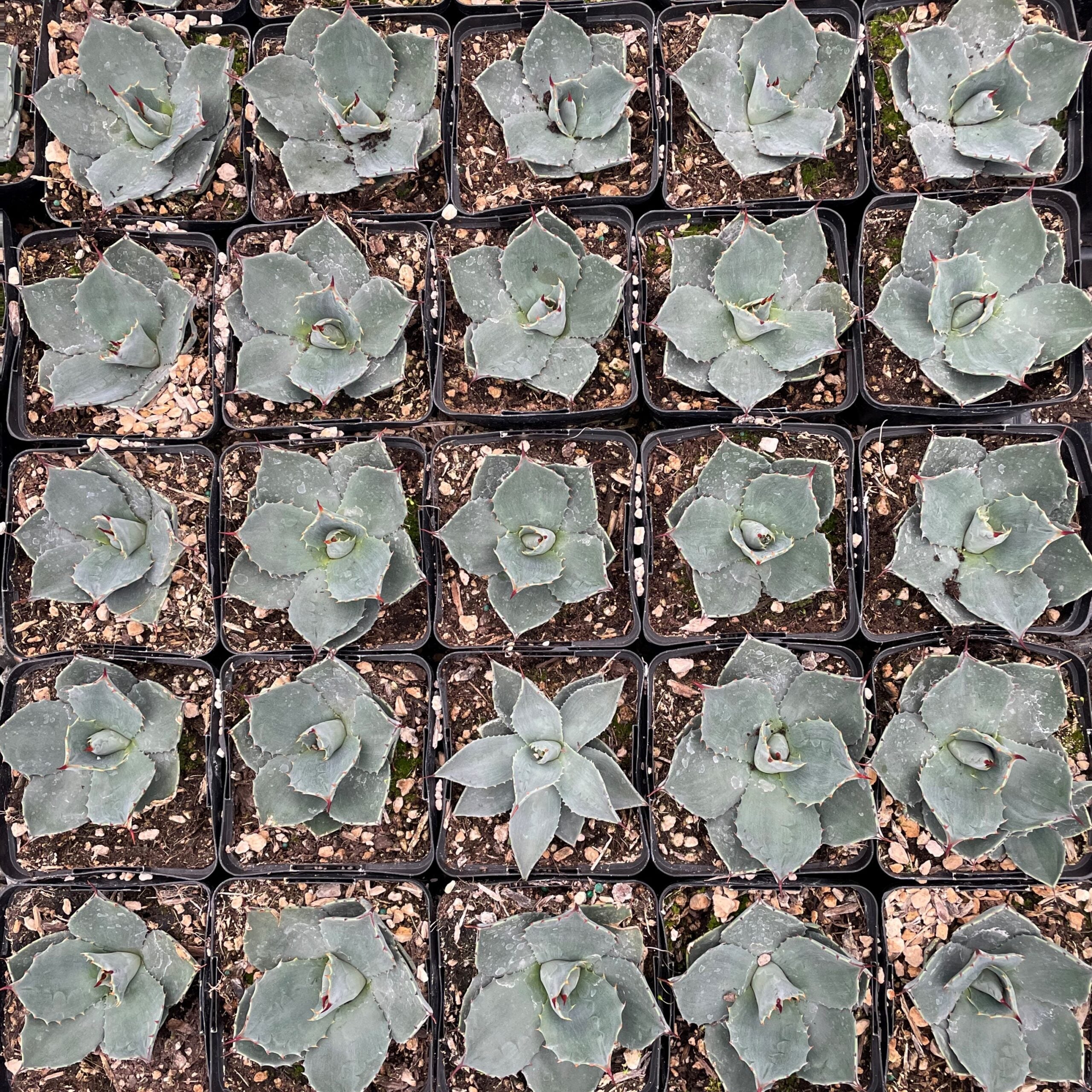 Agave parryi 'J.C. Raulston' - Century Plant (4.5" Pot) - Image 5