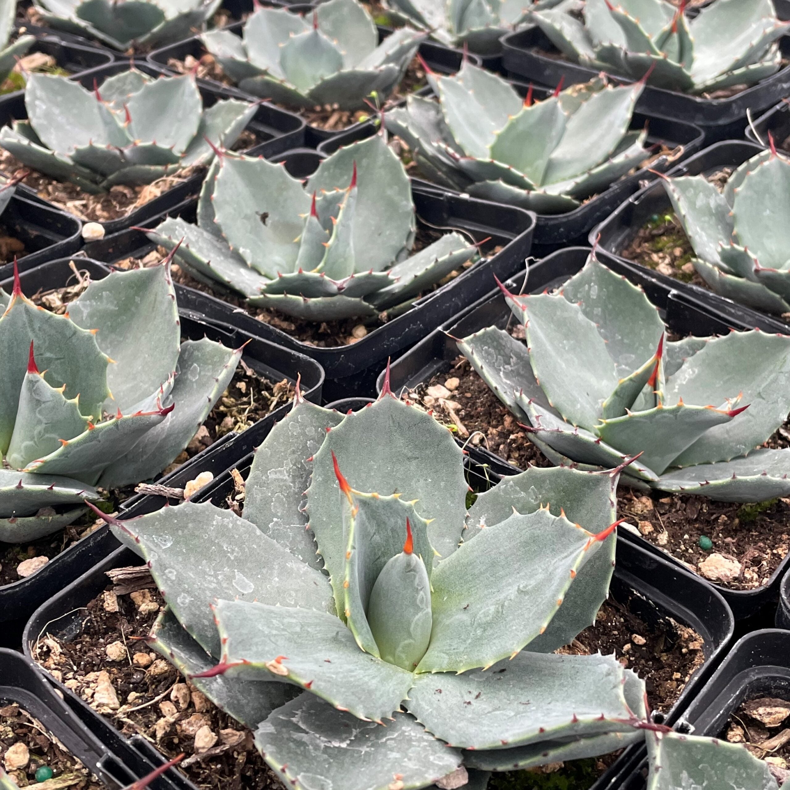 Agave parryi 'J.C. Raulston' - Century Plant (4.5" Pot) - Image 4