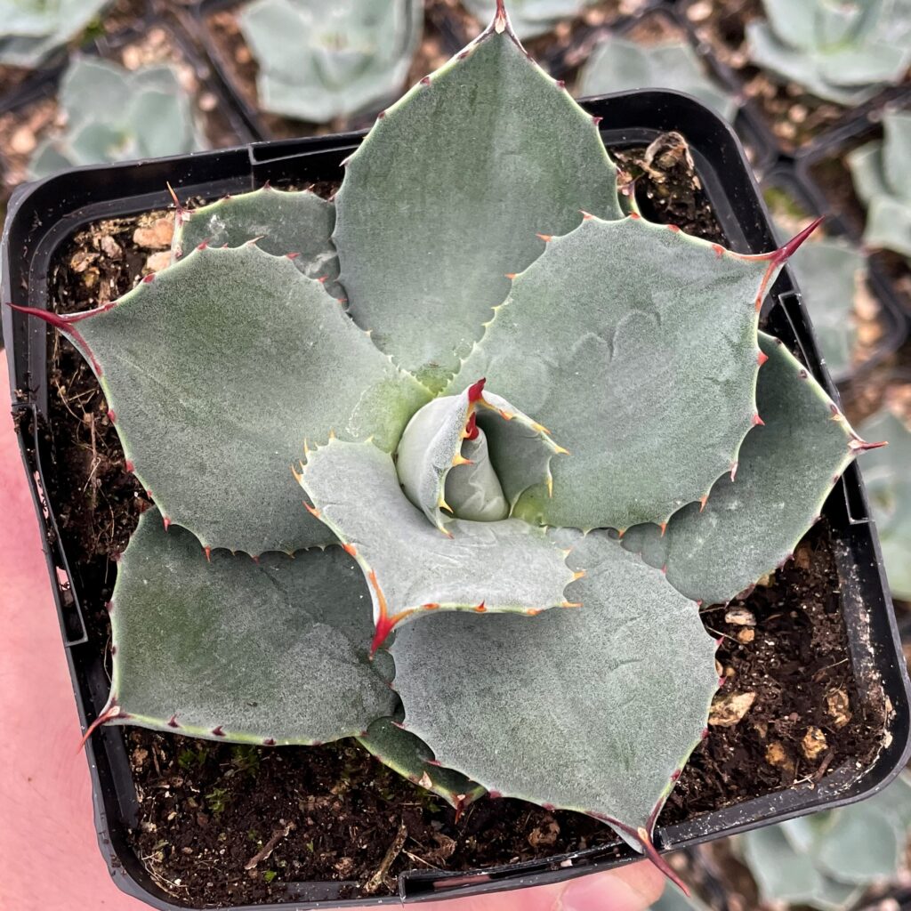 Agave parryi 'J.C.'s Shadow' 【公式通販】