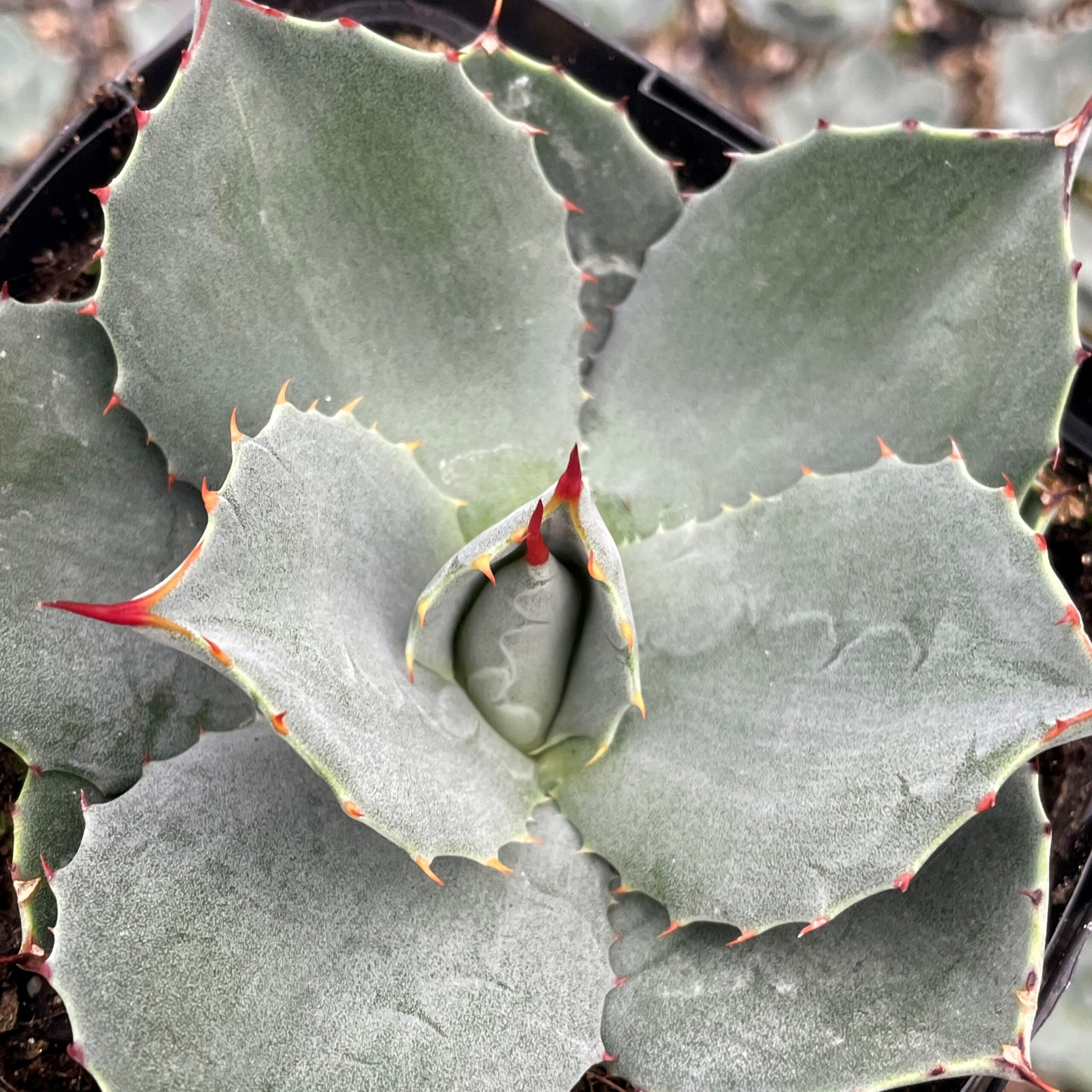 Agave parryi 'J.C. Raulston' - Century Plant (4.5" Pot) - Image 2