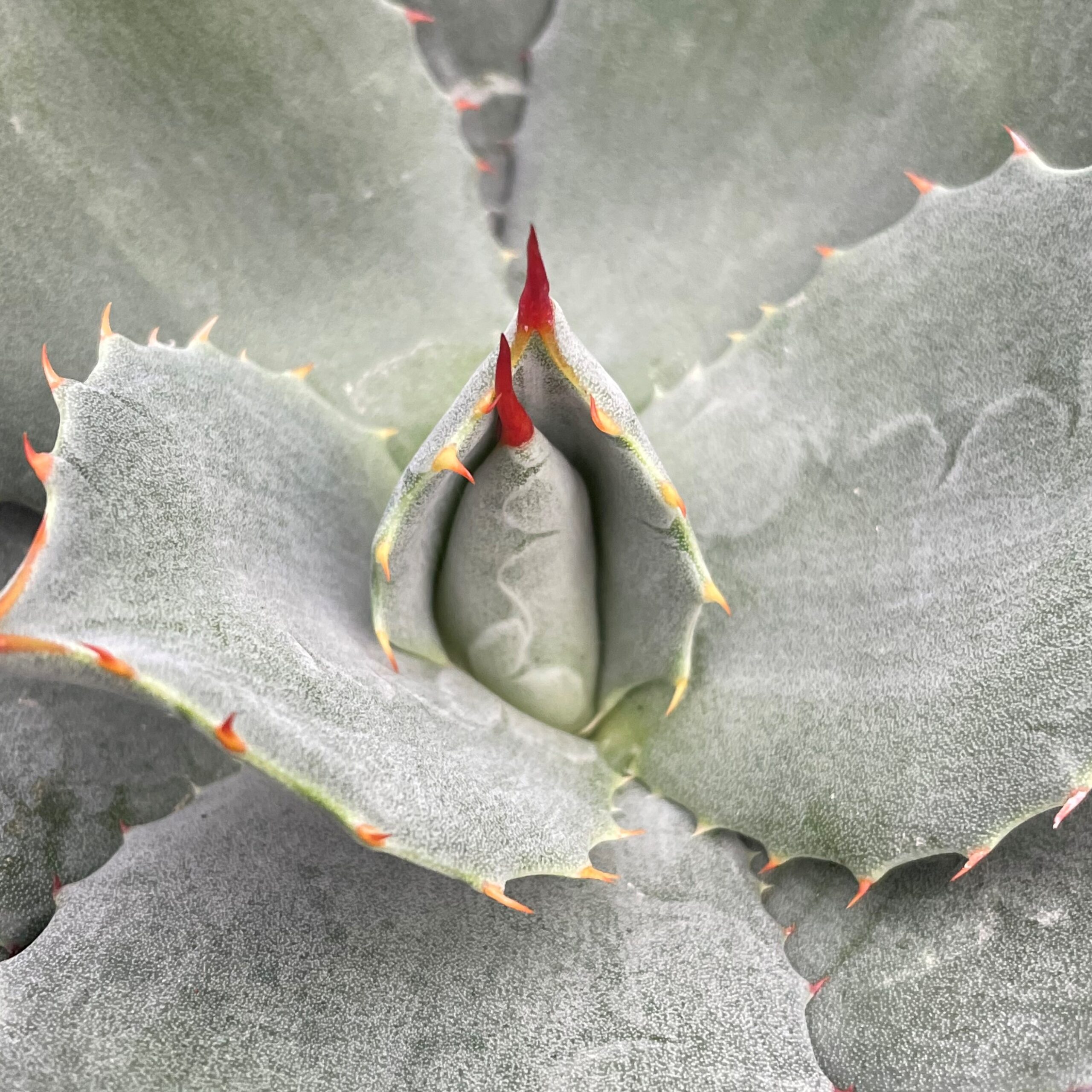 Agave parryi 'J.C. Raulston' - Century Plant (4.5" Pot) - Image 3