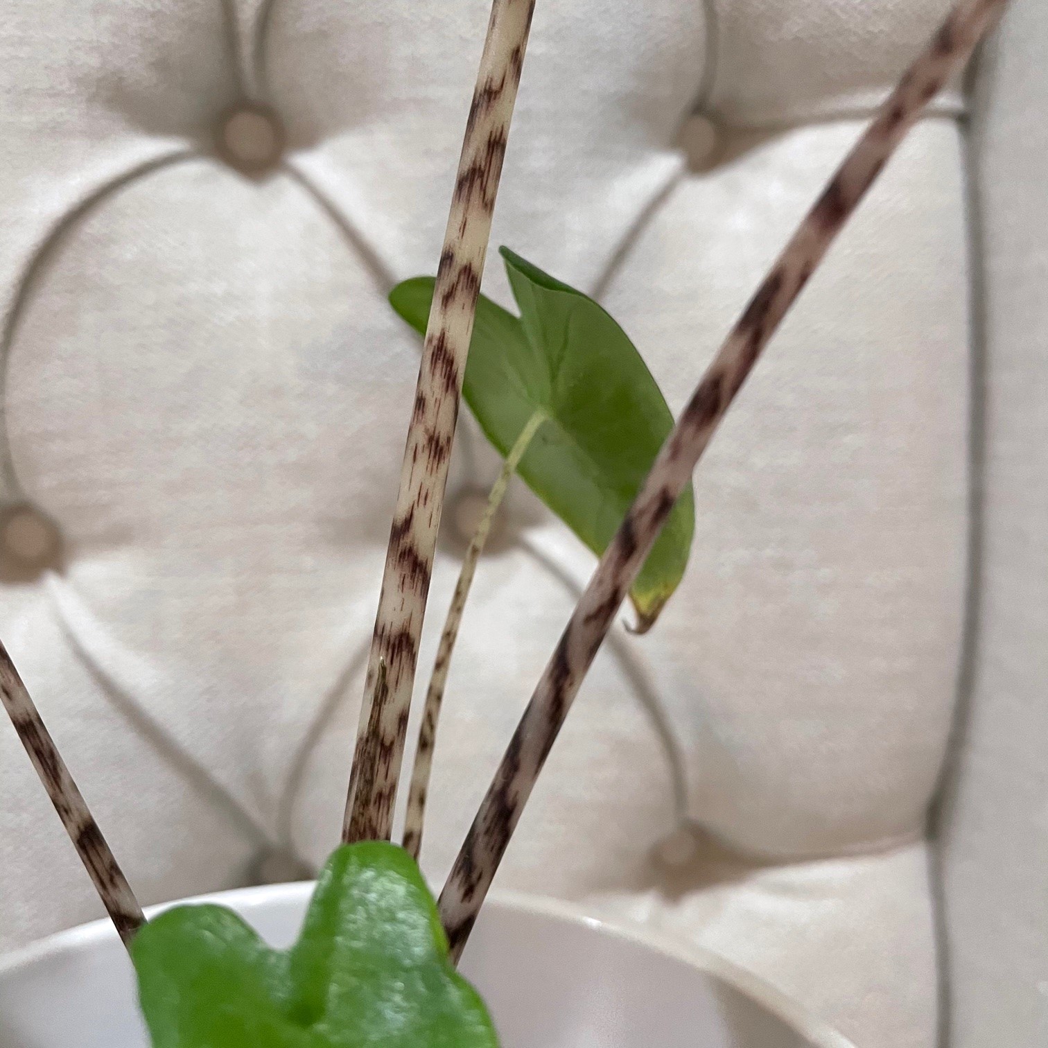 Alocasia zebrina - Elephant Ears (4.5" Pot) | Little Prince of Oregon  Nursery