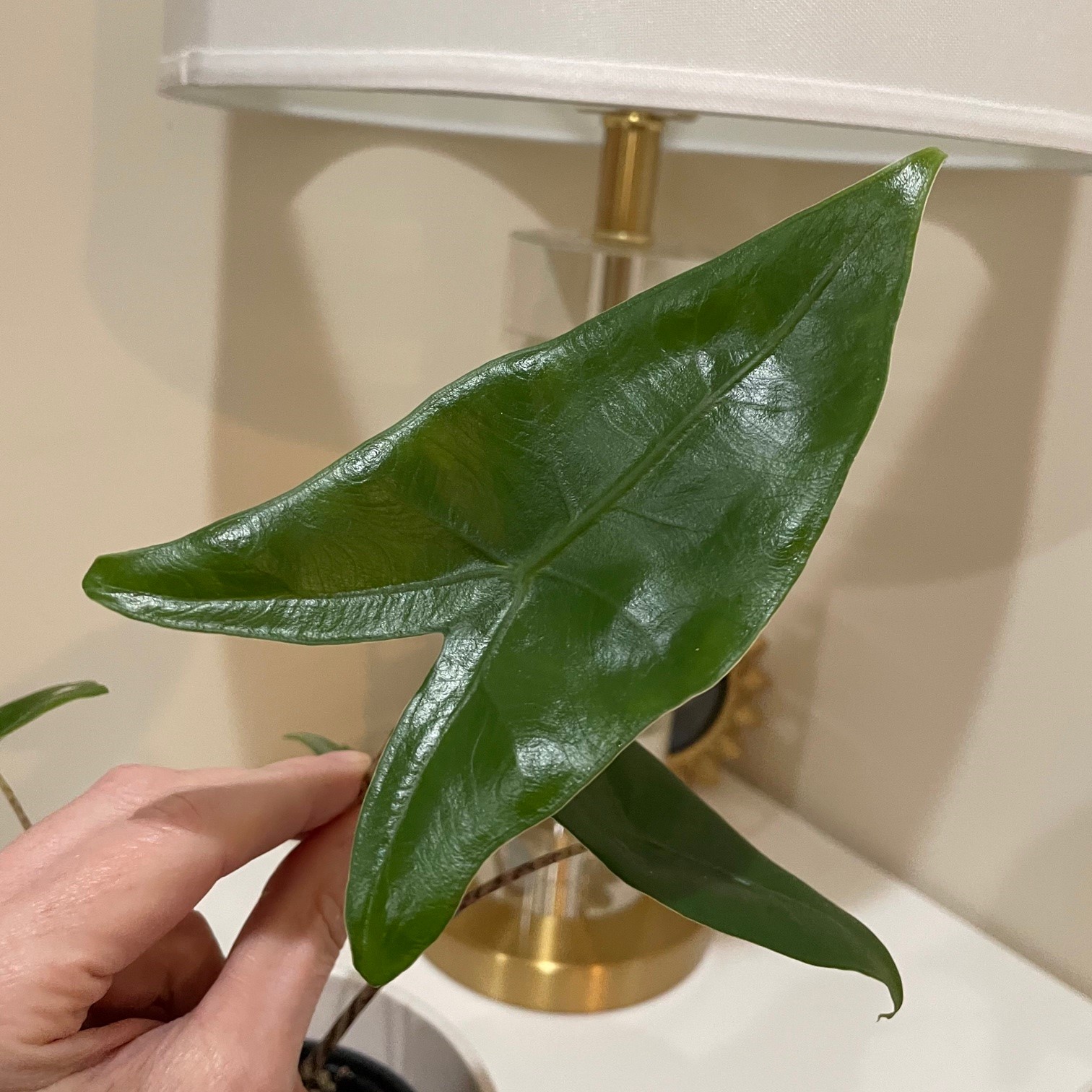 Alocasia zebrina - Elephant Ears (4.5" Pot) | Little Prince of Oregon  Nursery