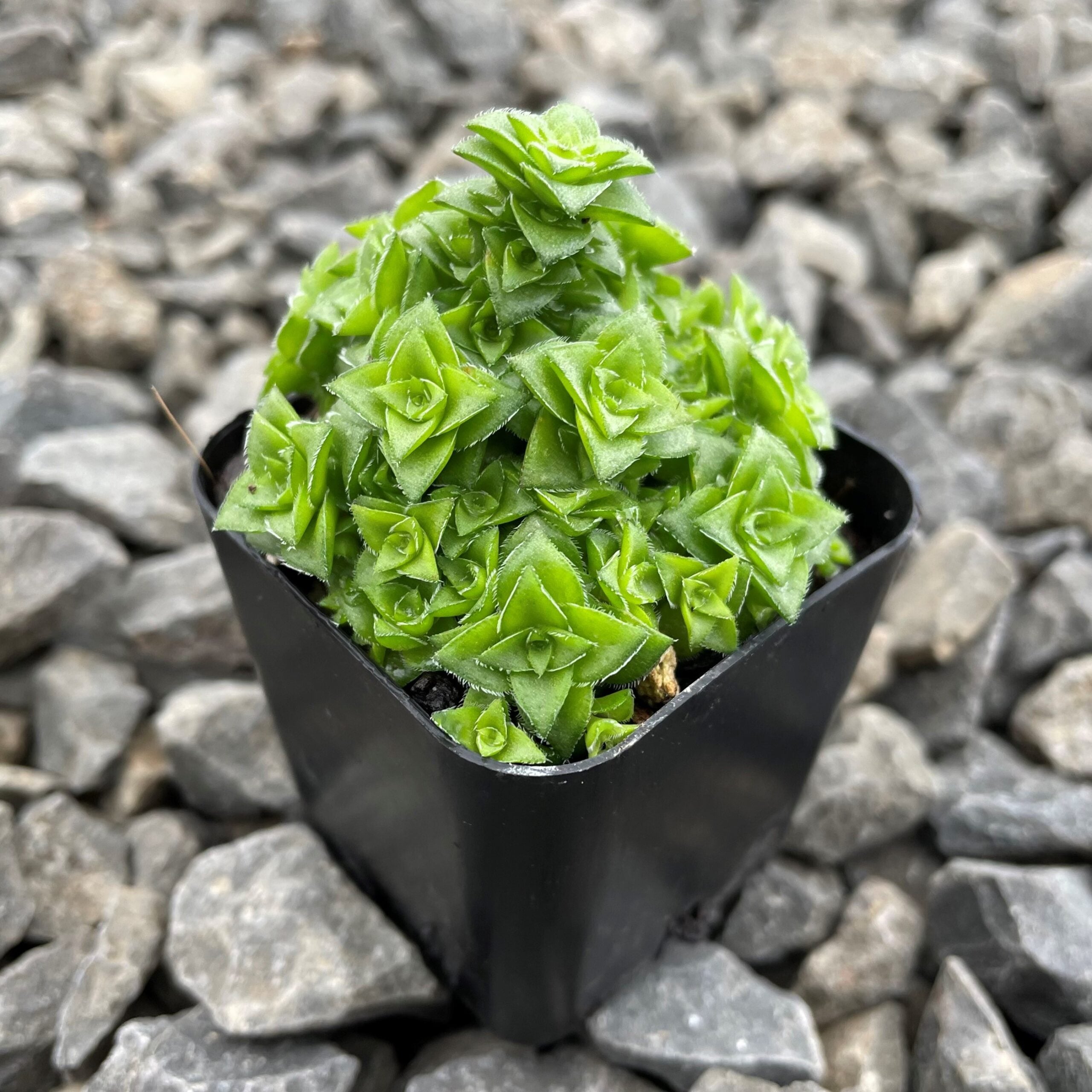 Crassula socialis (2" Pot) - Image 2