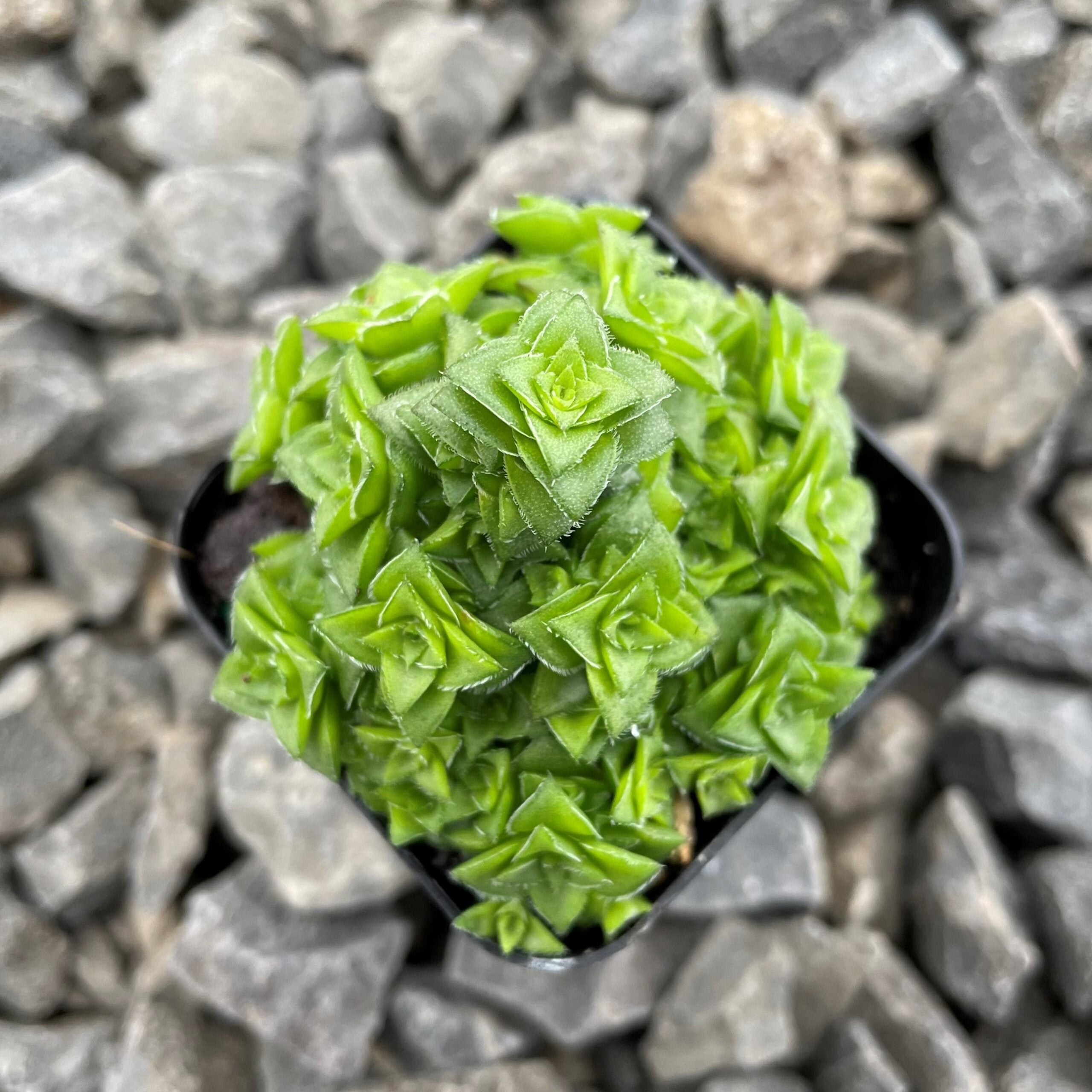 Crassula socialis (2" Pot) - Image 3