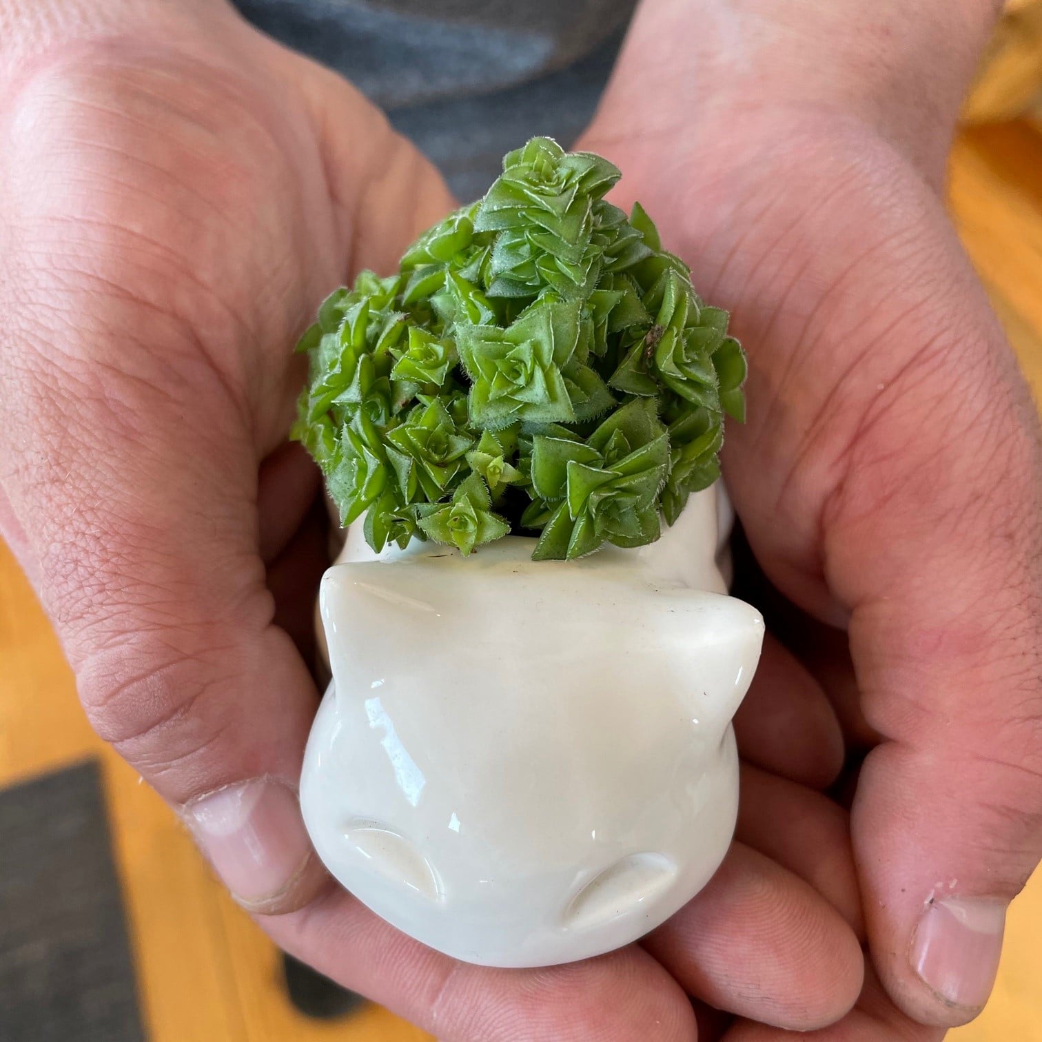 Crassula socialis (2" Pot) - Image 4