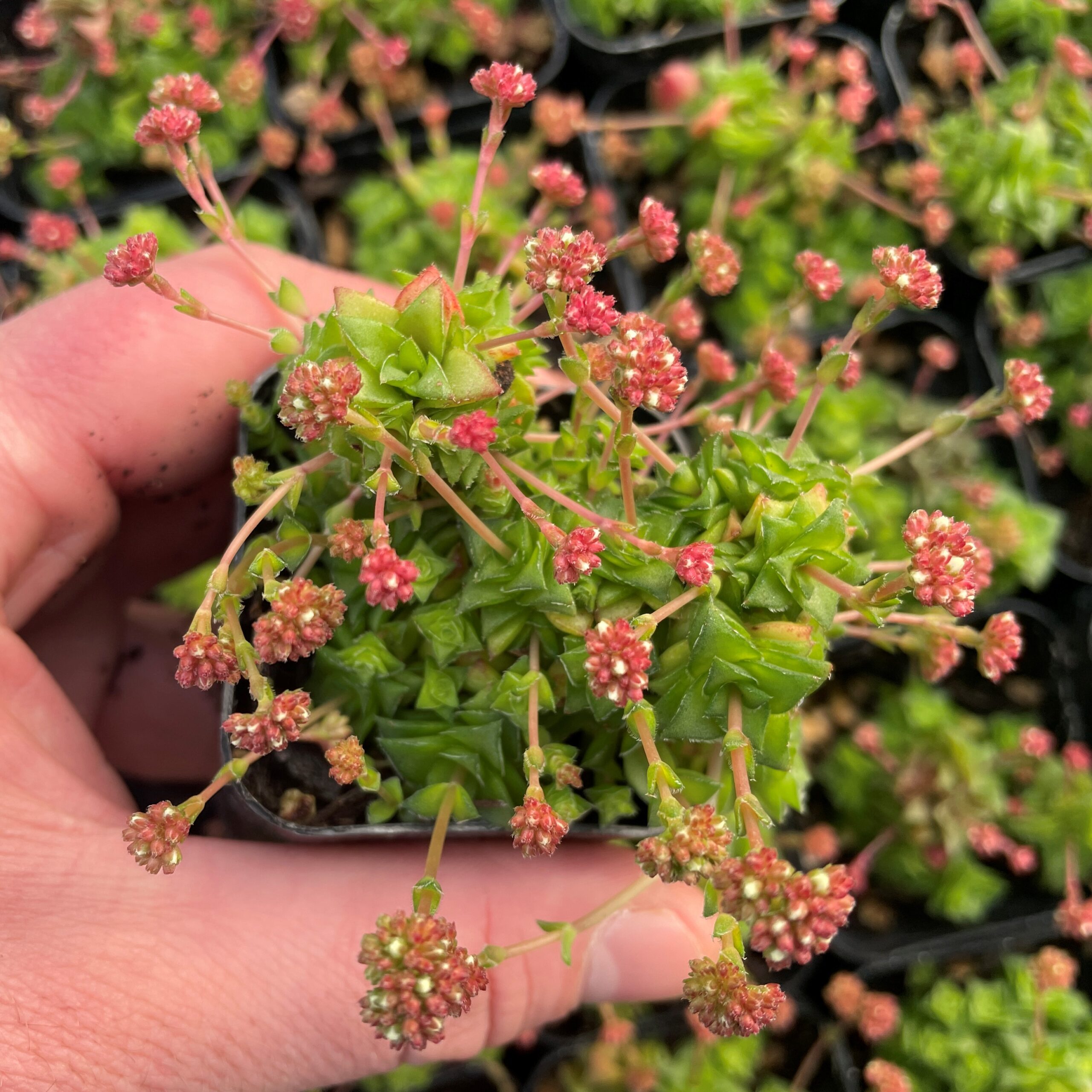 Crassula socialis (2" Pot) - Image 5