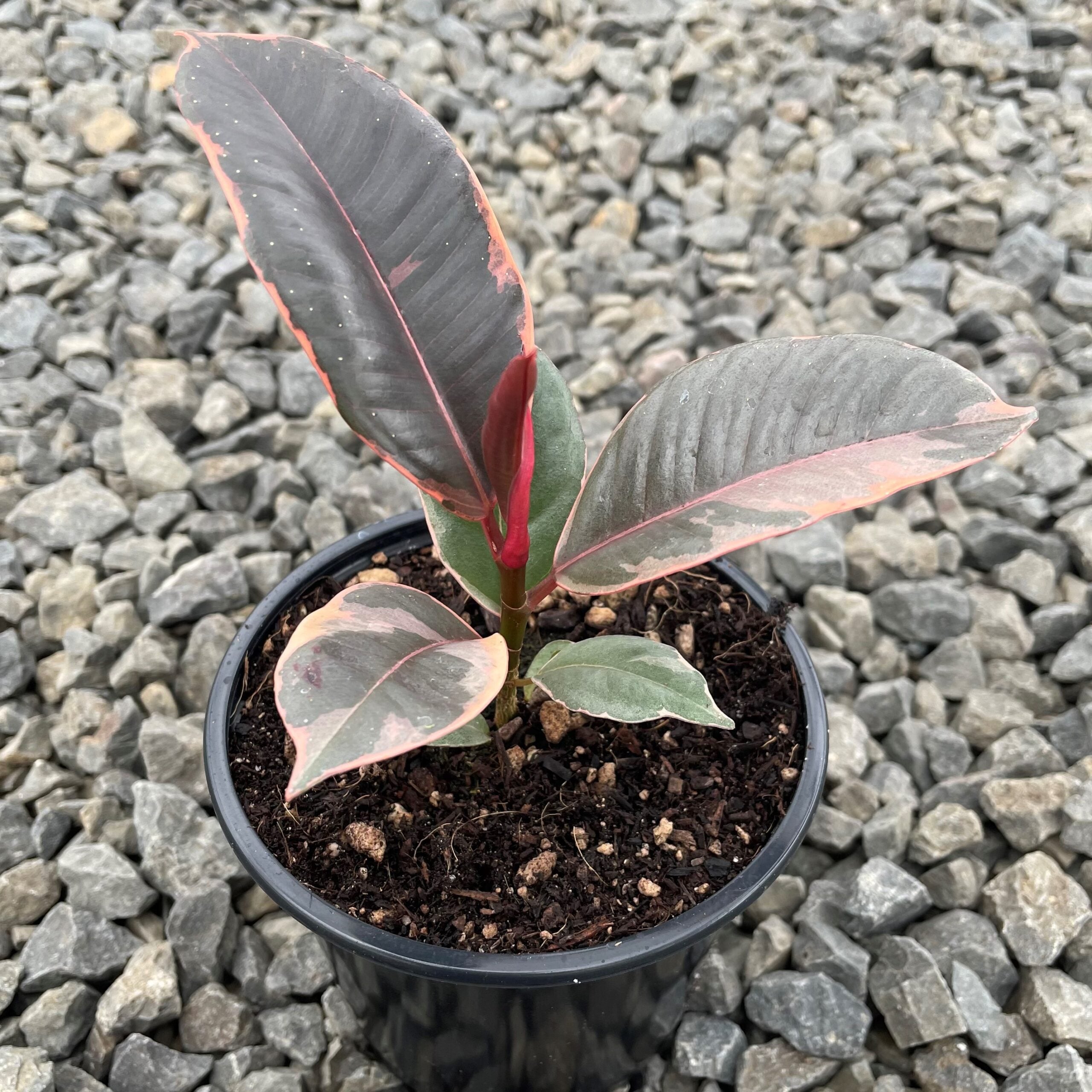 Ficus elastica 'Ruby' - Tricolor Rubber Tree (4.5" Pot) - Image 7