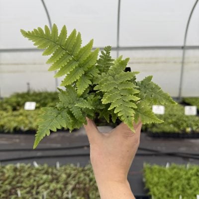 Dryopteris pulcherrima - Beautiful Wood Fern (3.5" Pot)