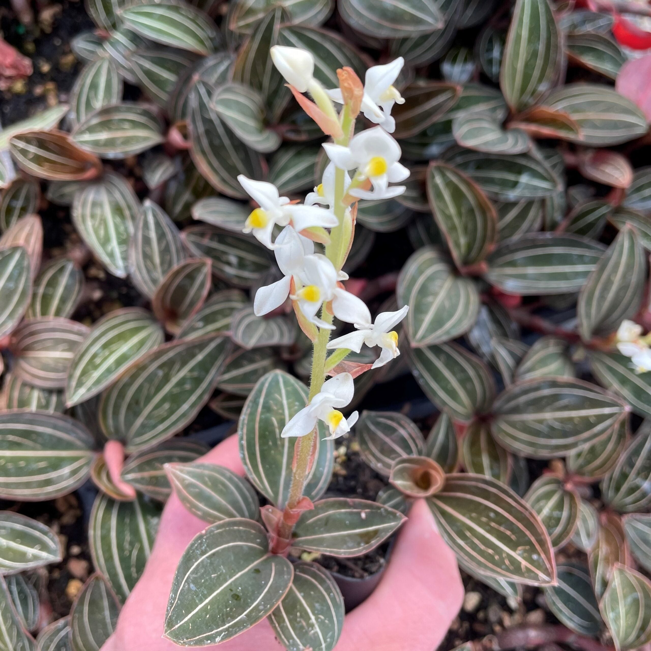 Ludisia discolor - Jewel Orchid (2" Pot) | Little Prince of Oregon Nursery