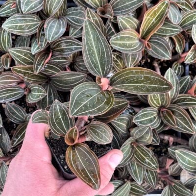 Ludisia discolor - Jewel Orchid (2" Pot)