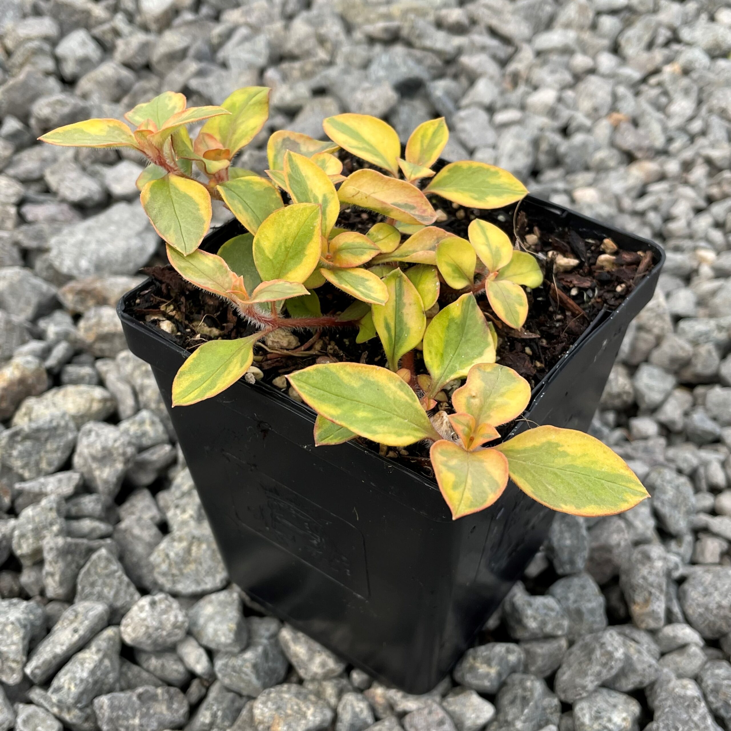 Lysimachia congestiflora 'Variegated' - Moneywort (3.5" Pot) - Image 5