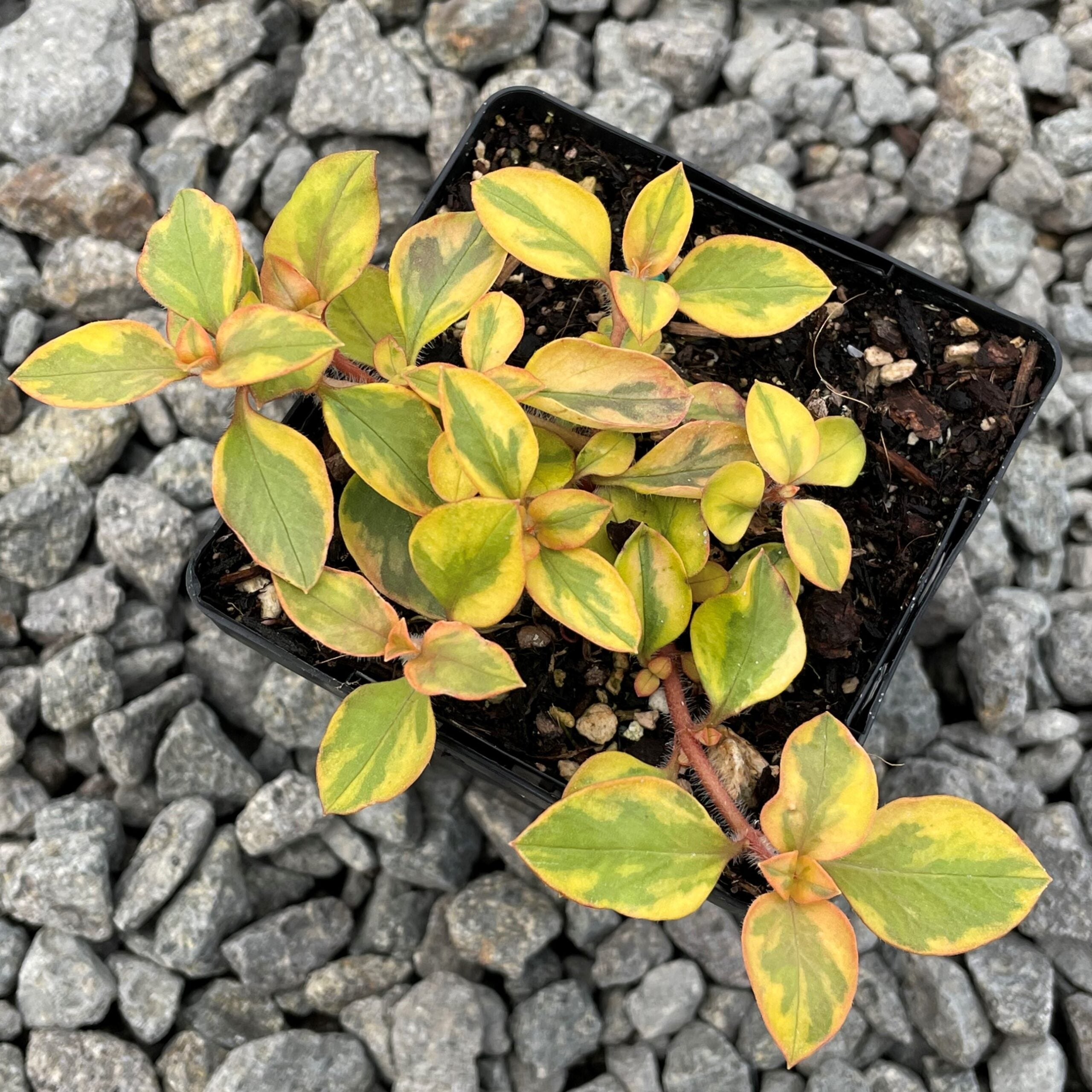 Lysimachia congestiflora 'Variegated' - Moneywort (3.5" Pot) - Image 4