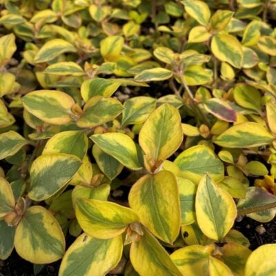 Lysimachia congestiflora 'Variegated' - Moneywort (3.5" Pot)