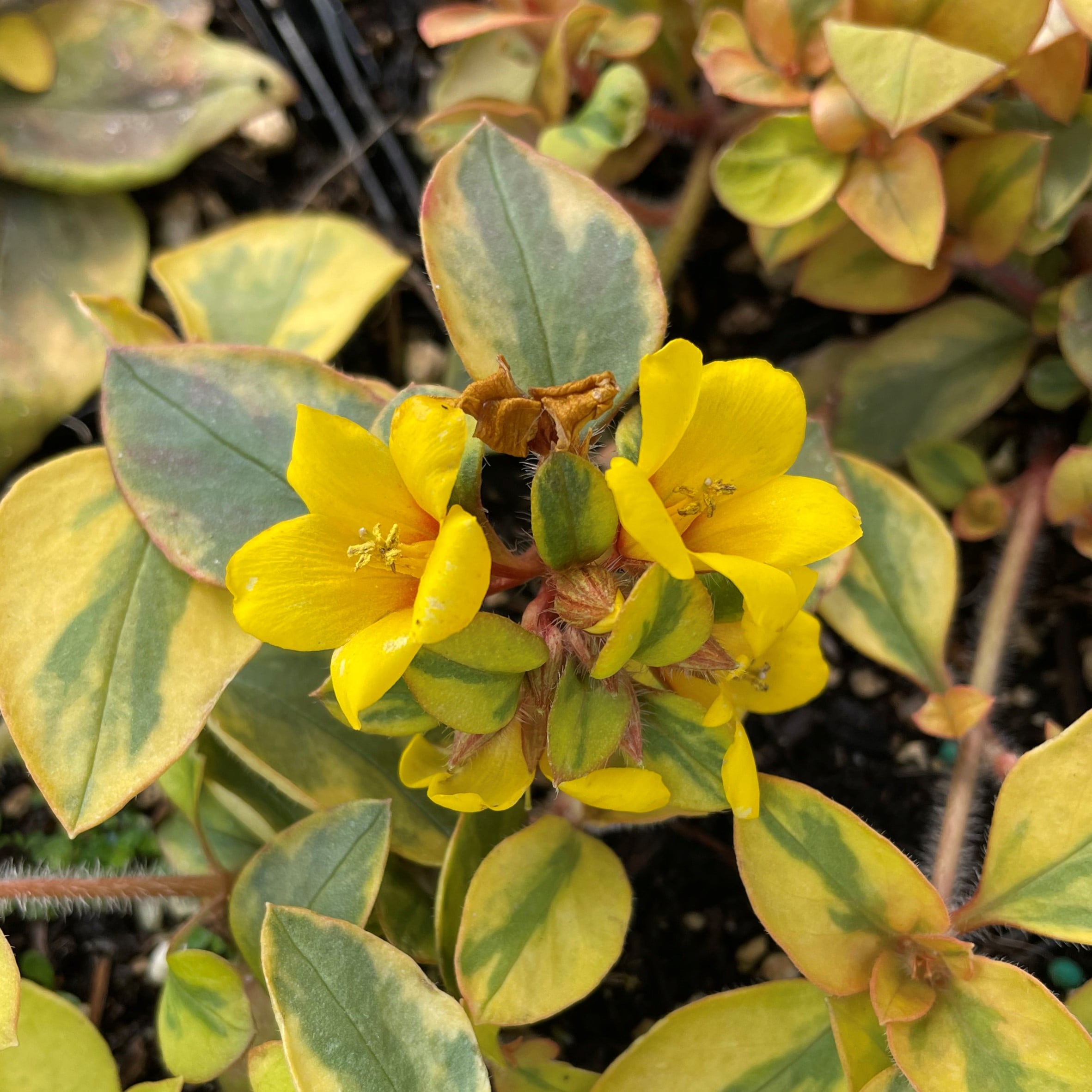 Lysimachia congestiflora 'Variegated' - Moneywort (3.5" Pot) - Image 2