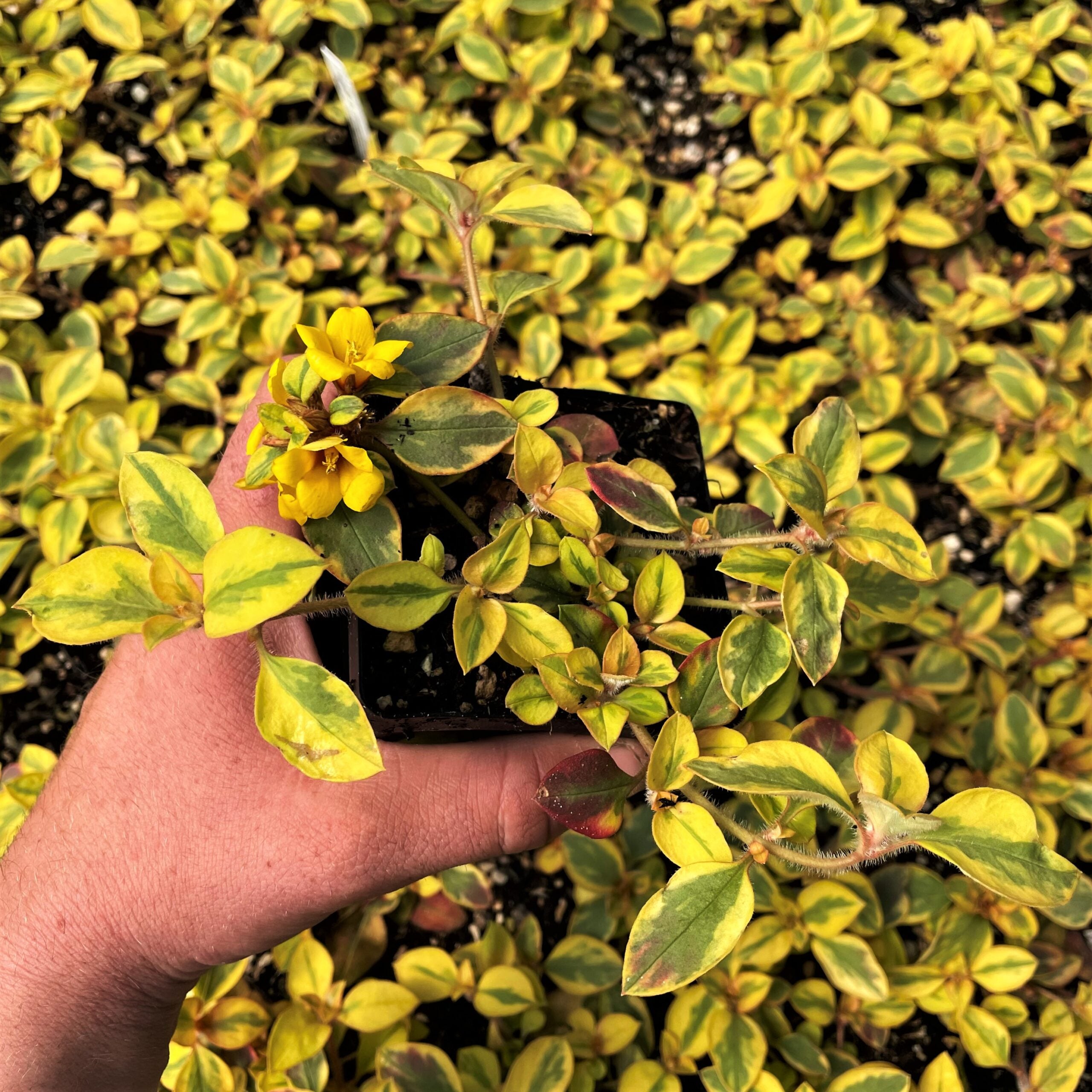 Lysimachia congestiflora 'Variegated' - Moneywort (3.5" Pot) - Image 3