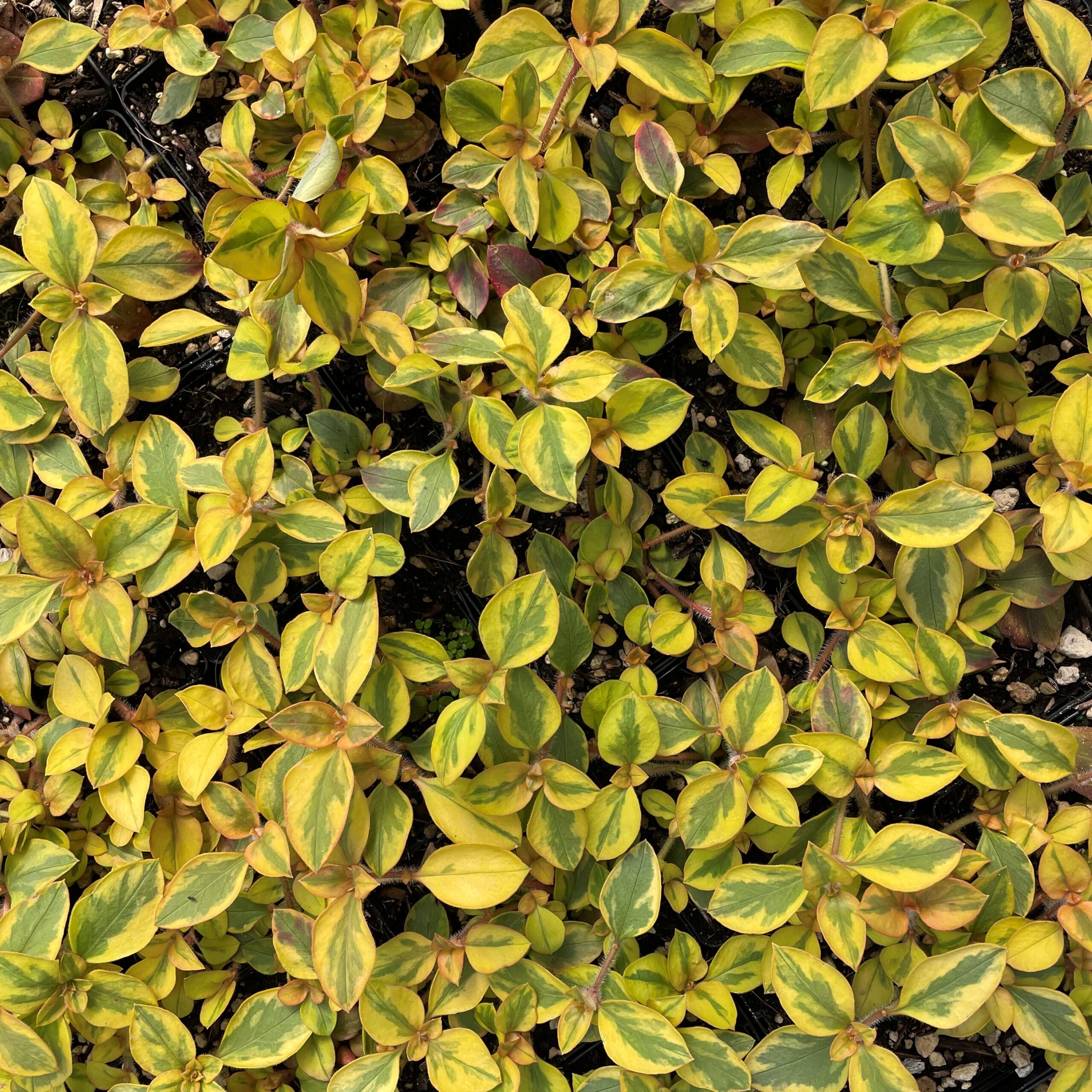 Lysimachia congestiflora 'Variegated' - Moneywort (3.5" Pot) - Image 6