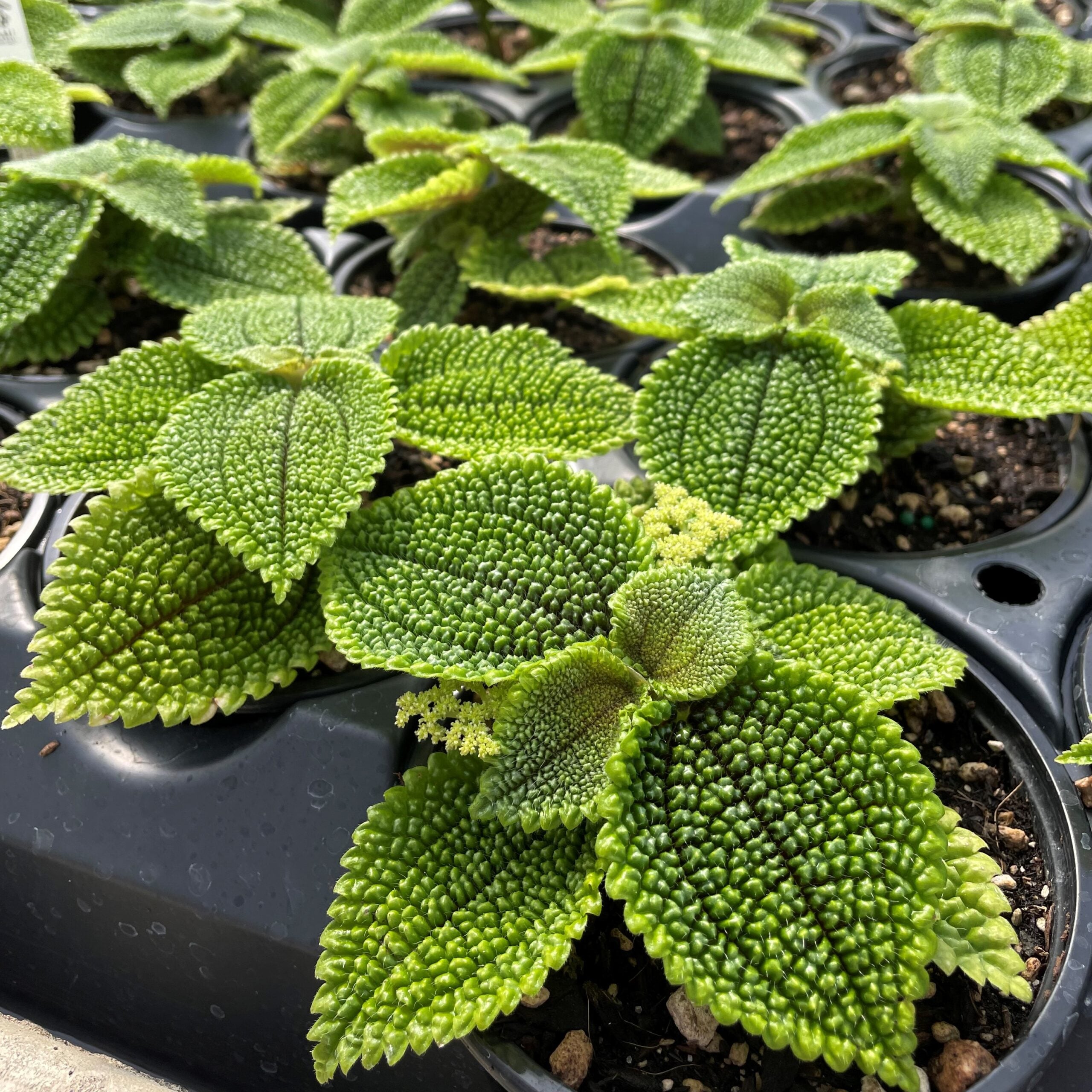 Pilea-mollis-Moon-Valley-2-