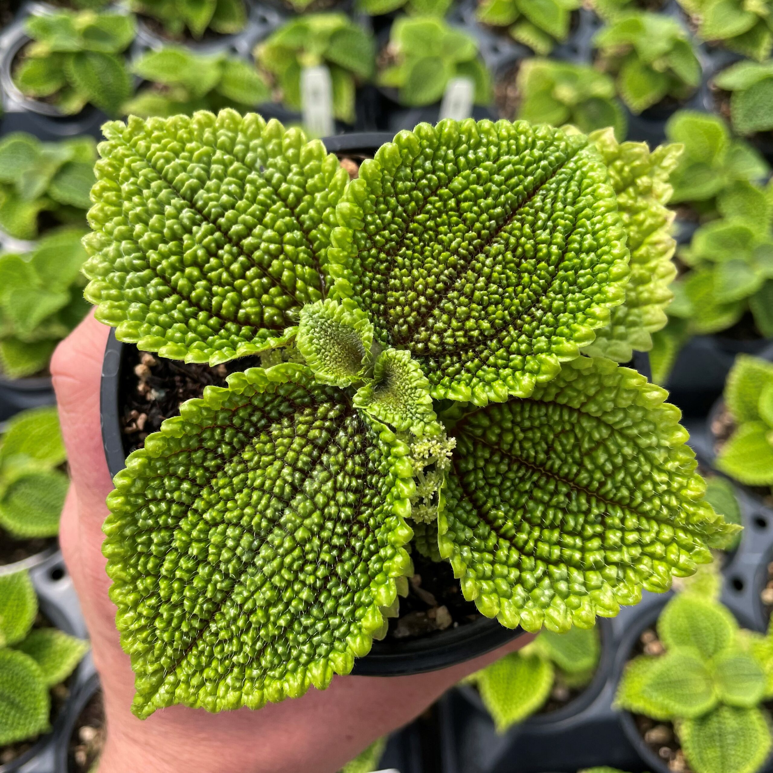 Pilea mollis 'Moon Valley' (4.5" Pot) - Image 3