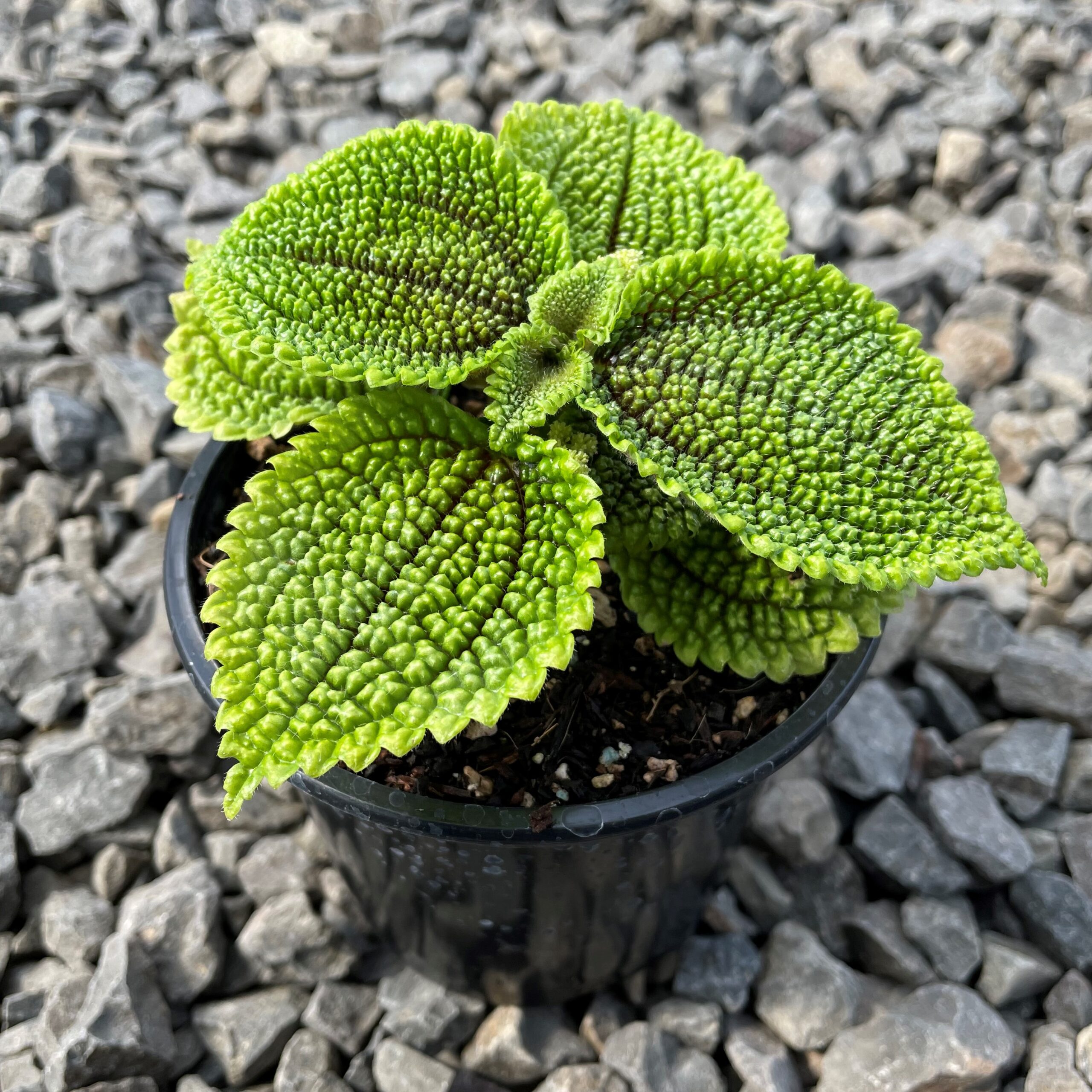 Pilea Moon Valley | Achetez en ligne sur | Plantes d'intérieur uniques