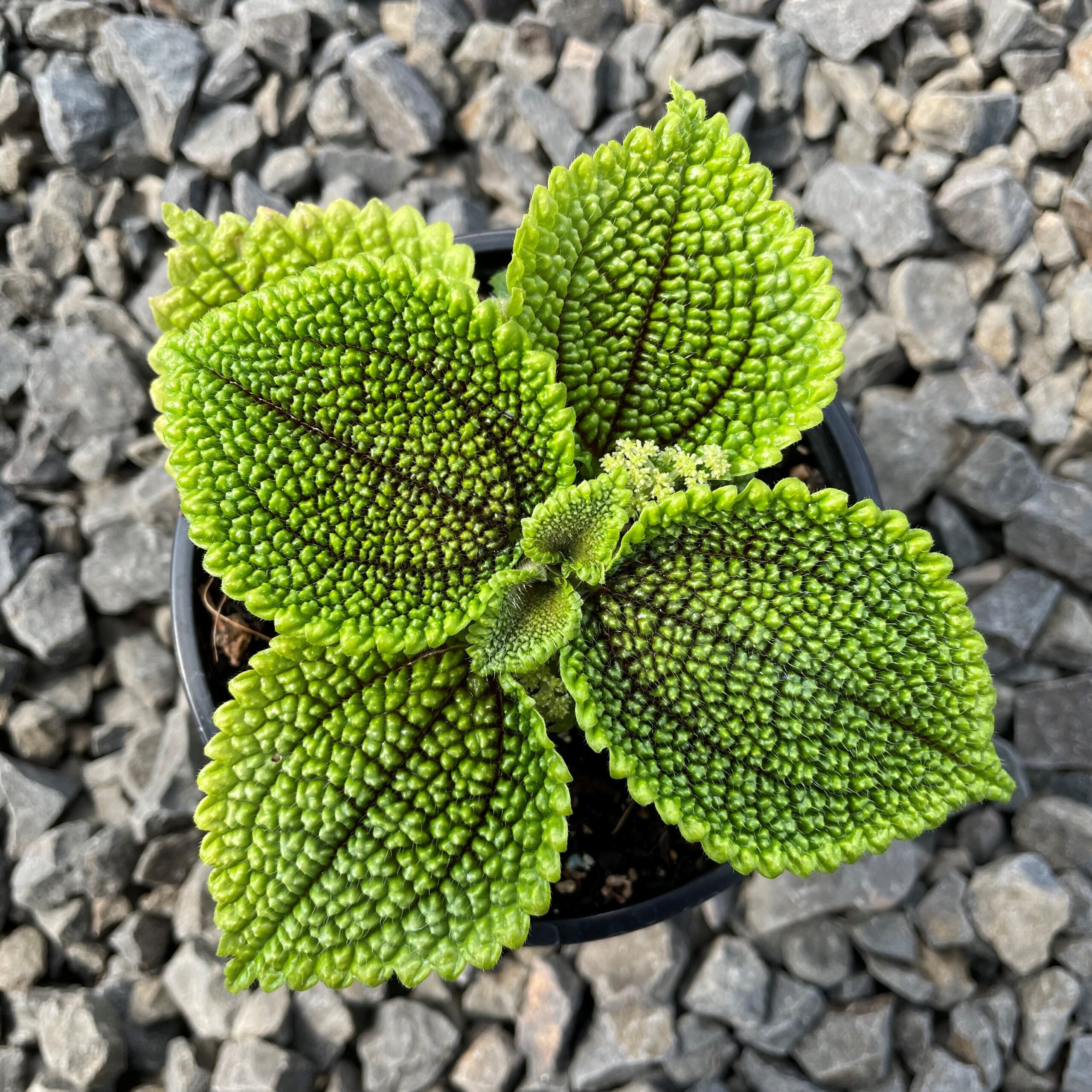 Pilea mollis 'Moon Valley' (4.5" Pot) - Image 6