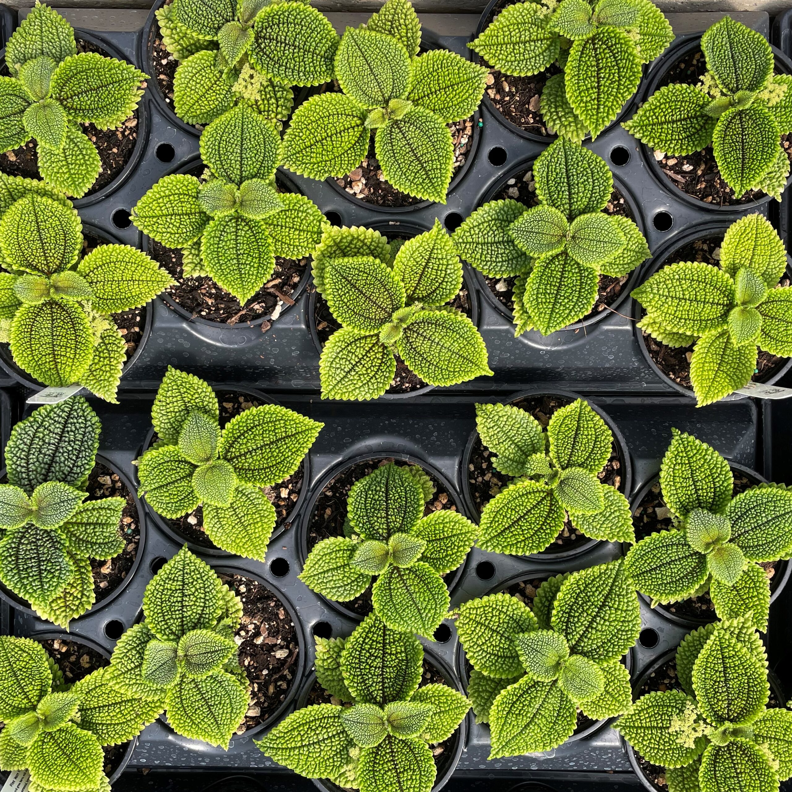 Pilea mollis 'Moon Valley' (4.5" Pot) - Image 8