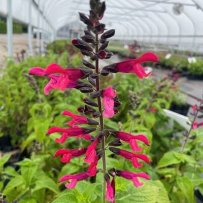 Salvia 'Amante' - Hummingbird Sage (4.5" Pot)