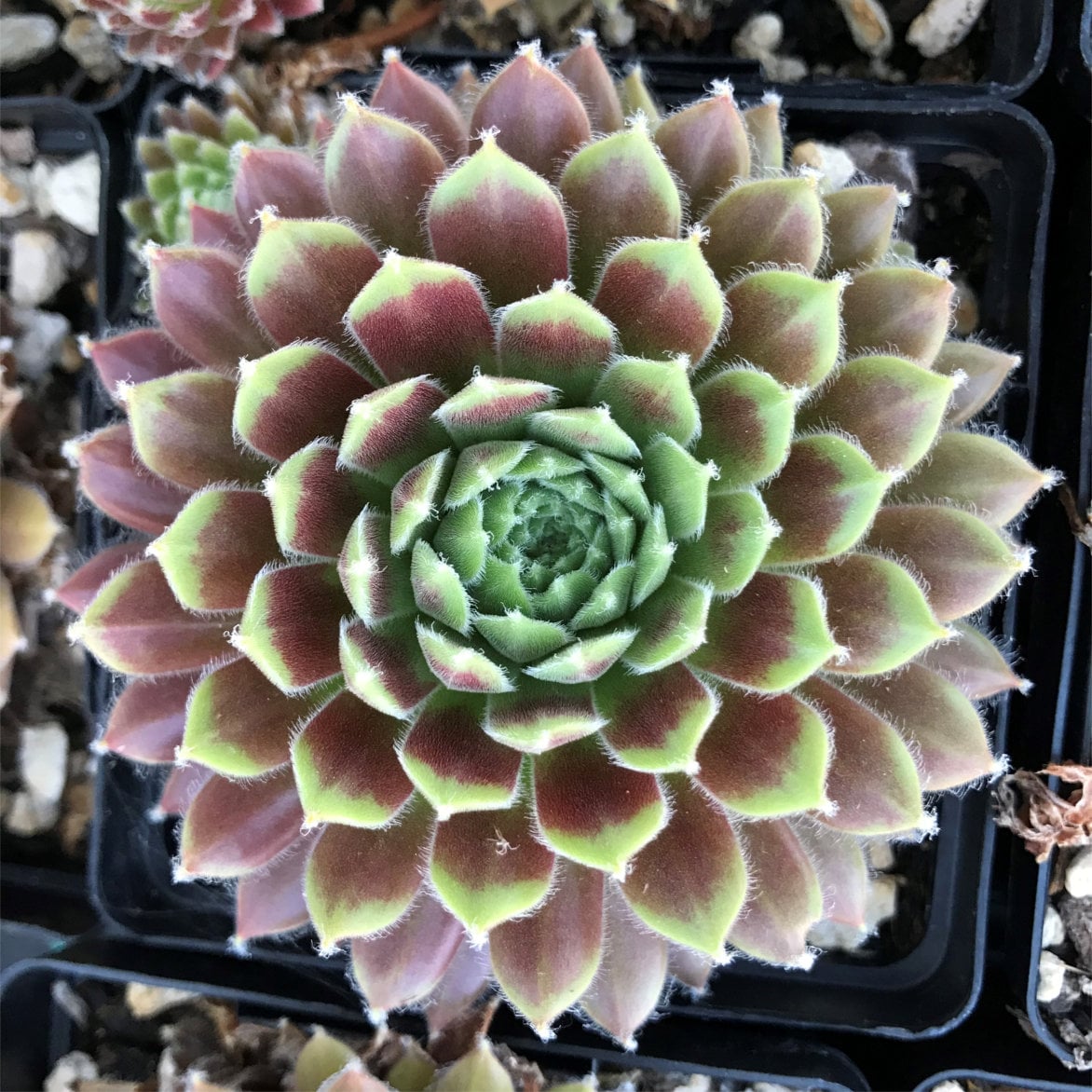 Sempervivum 'Averil' - Hens & Chicks (3.5" Pot) - Image 6