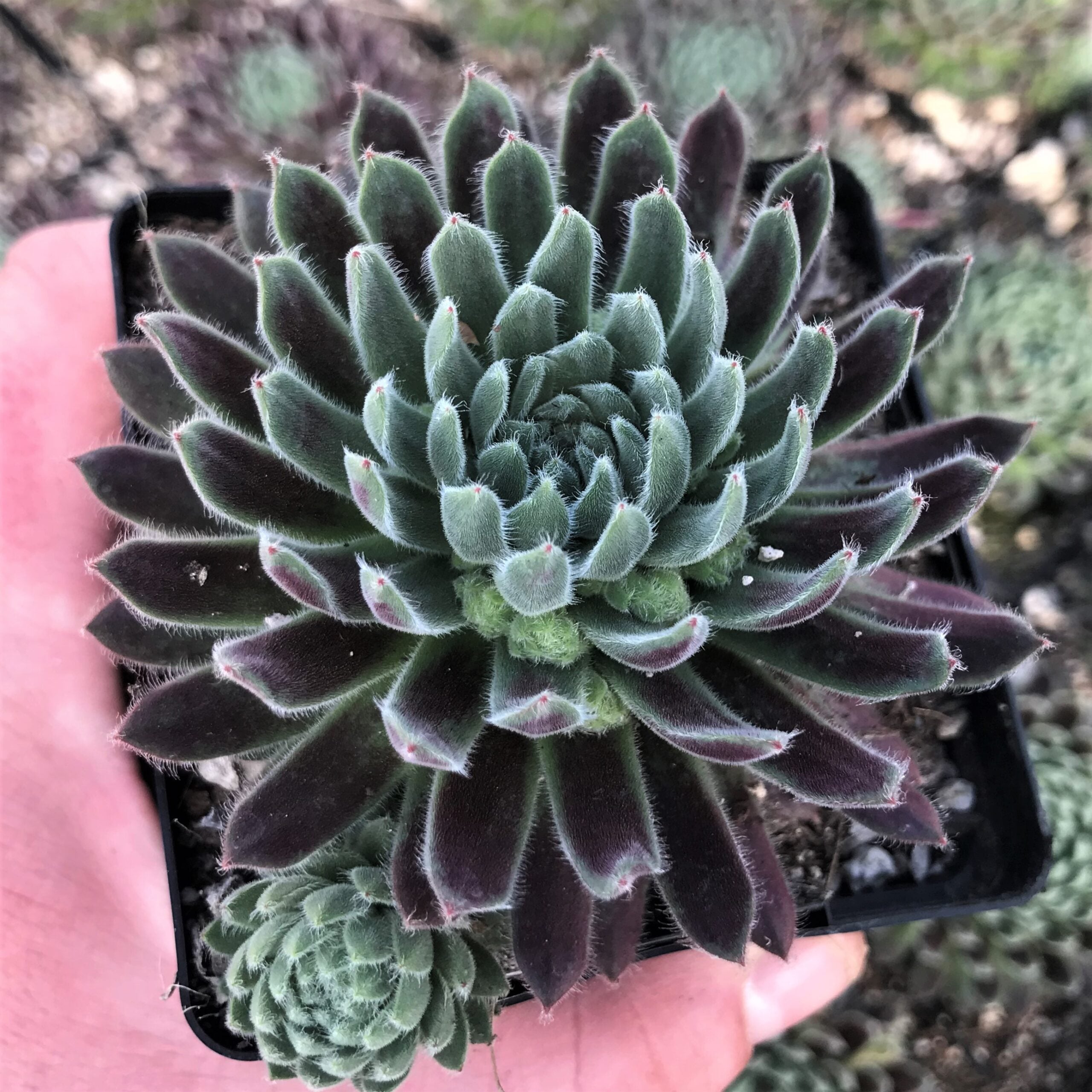 Sempervivum 'Averil' - Hens & Chicks (3.5" Pot) - Image 3