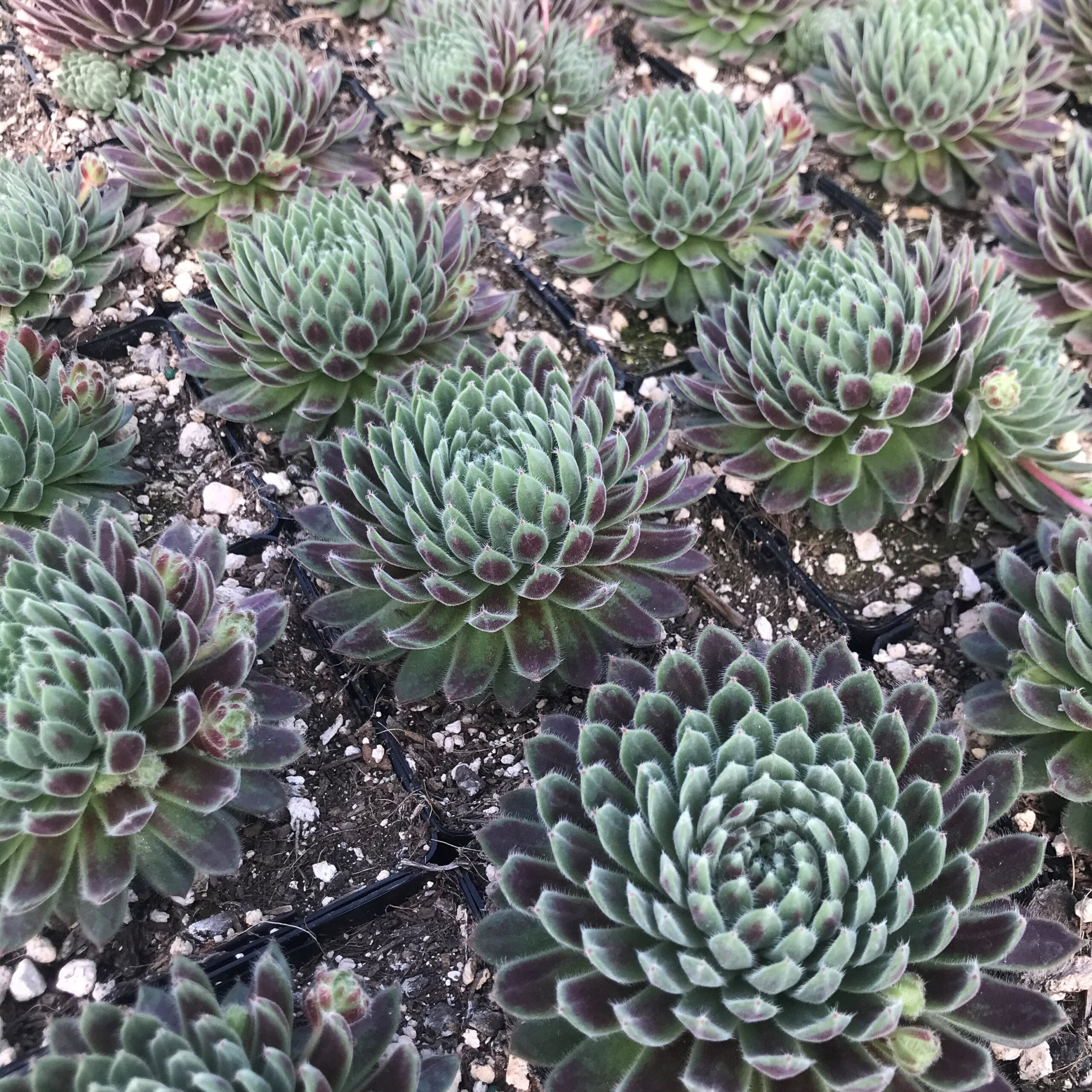 Sempervivum 'Averil' - Hens & Chicks (3.5" Pot) - Image 2