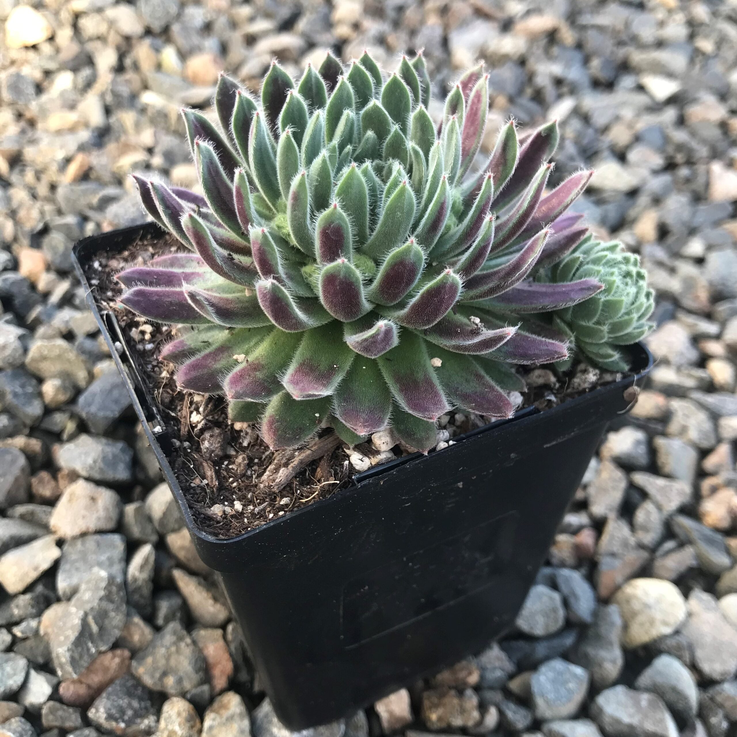 Sempervivum 'Averil' - Hens & Chicks (3.5" Pot) - Image 4