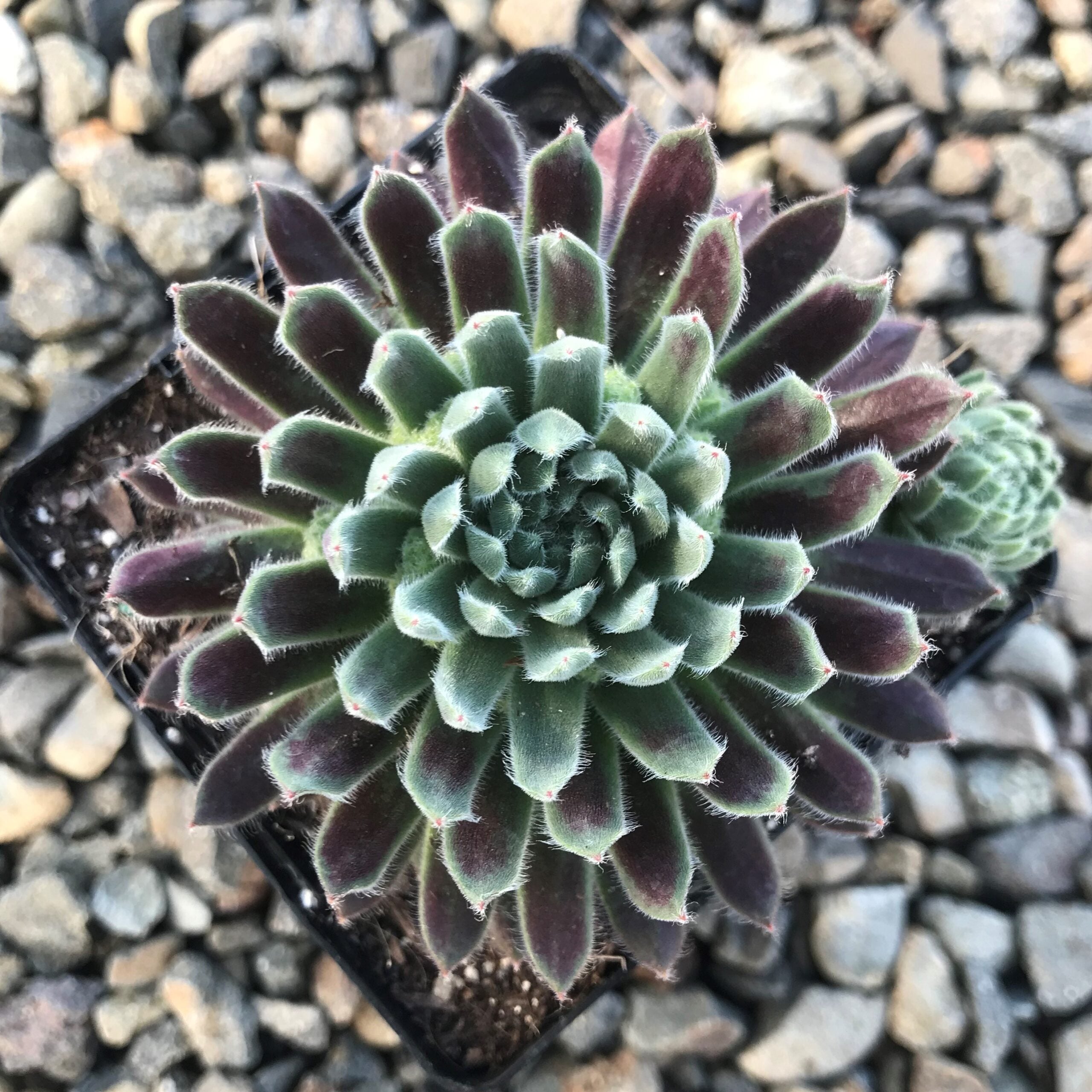Sempervivum 'Averil' - Hens & Chicks (3.5" Pot)